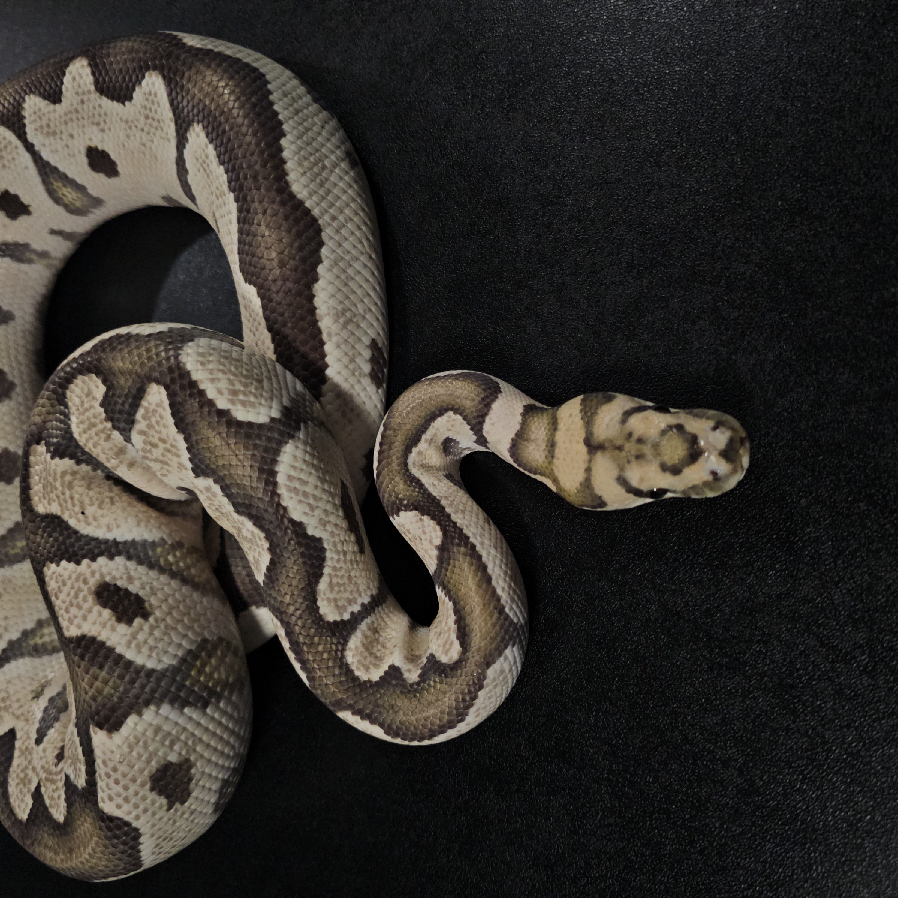 animal image