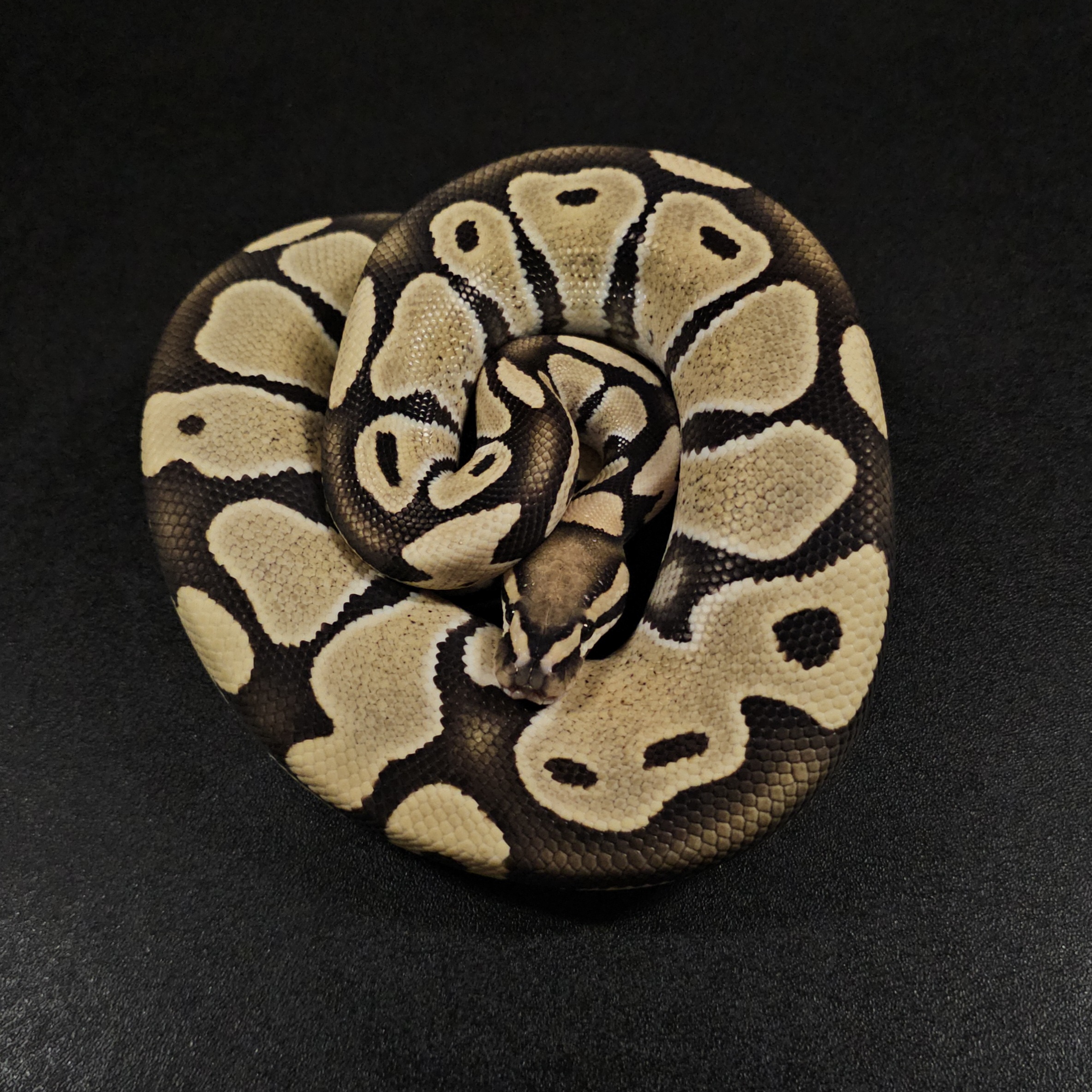 animal image