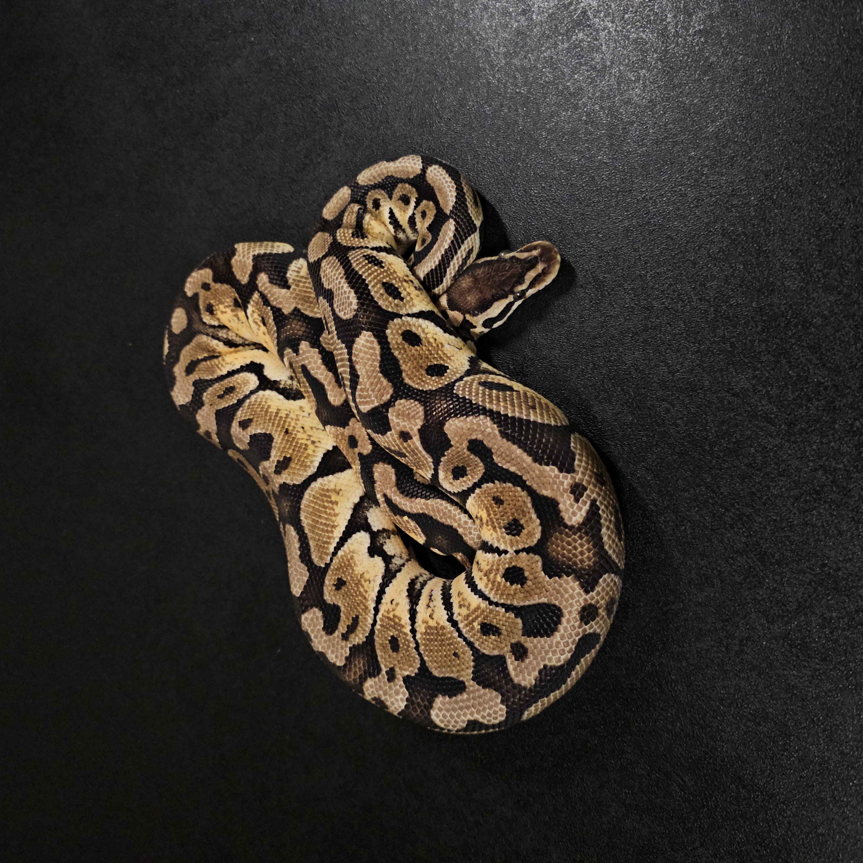 animal image