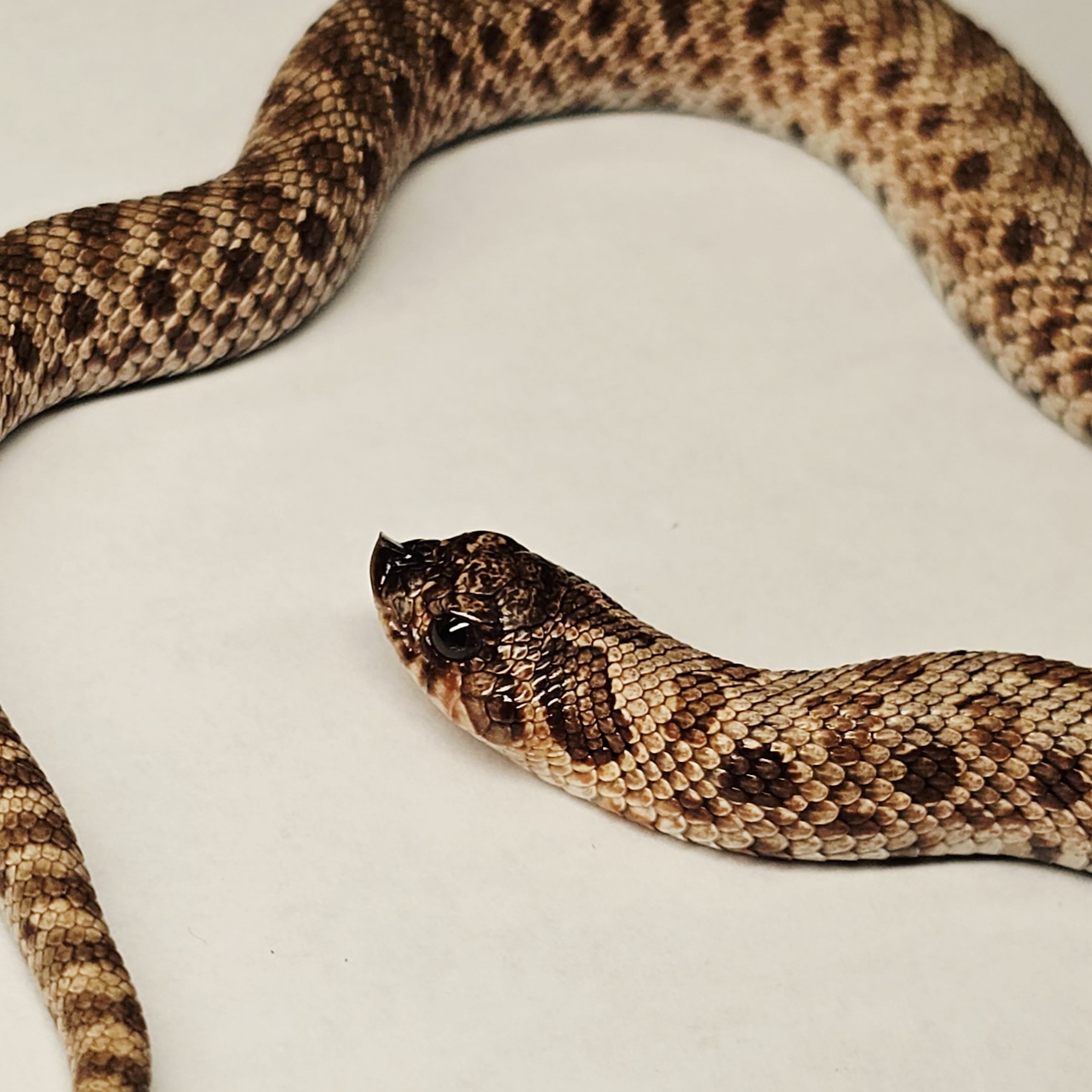 animal image