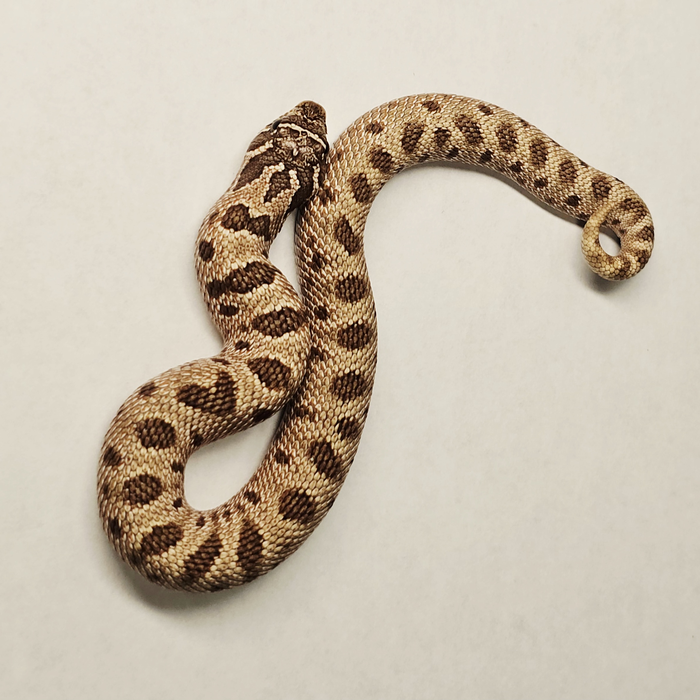 animal image