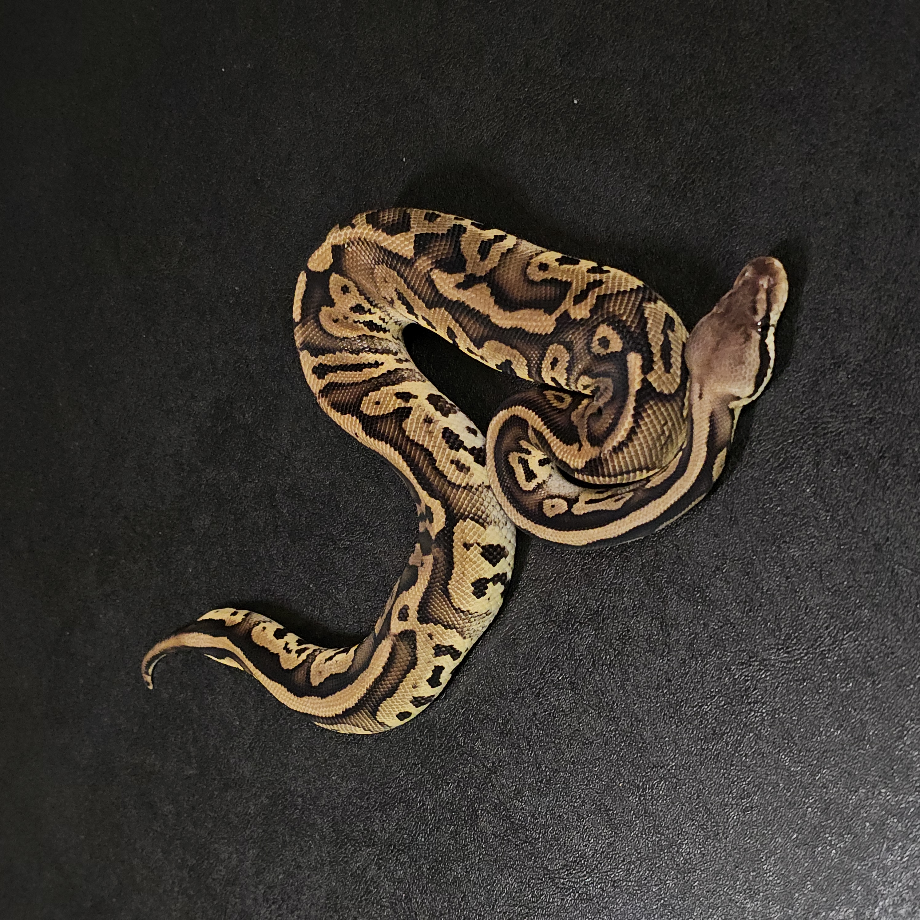 animal image