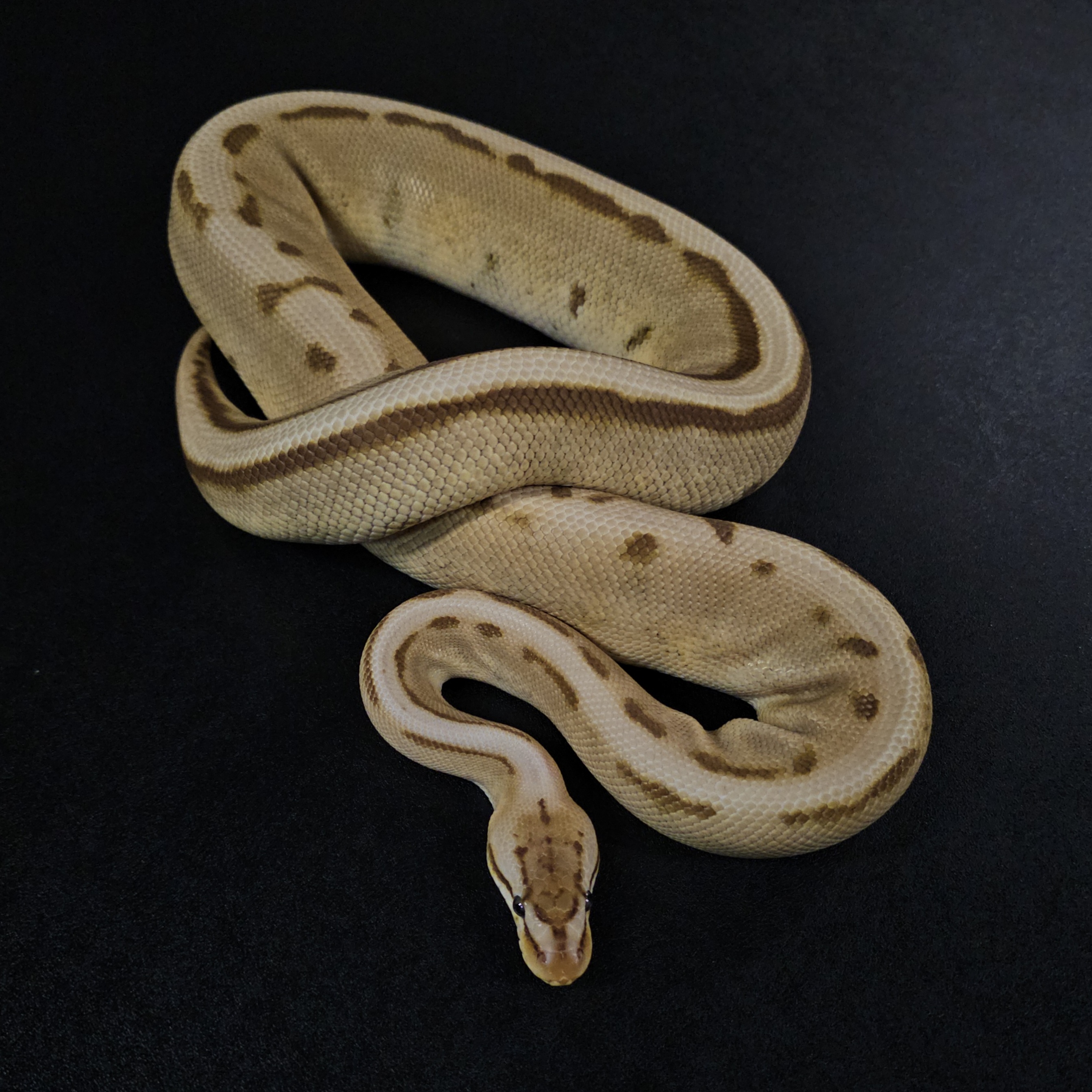 animal image
