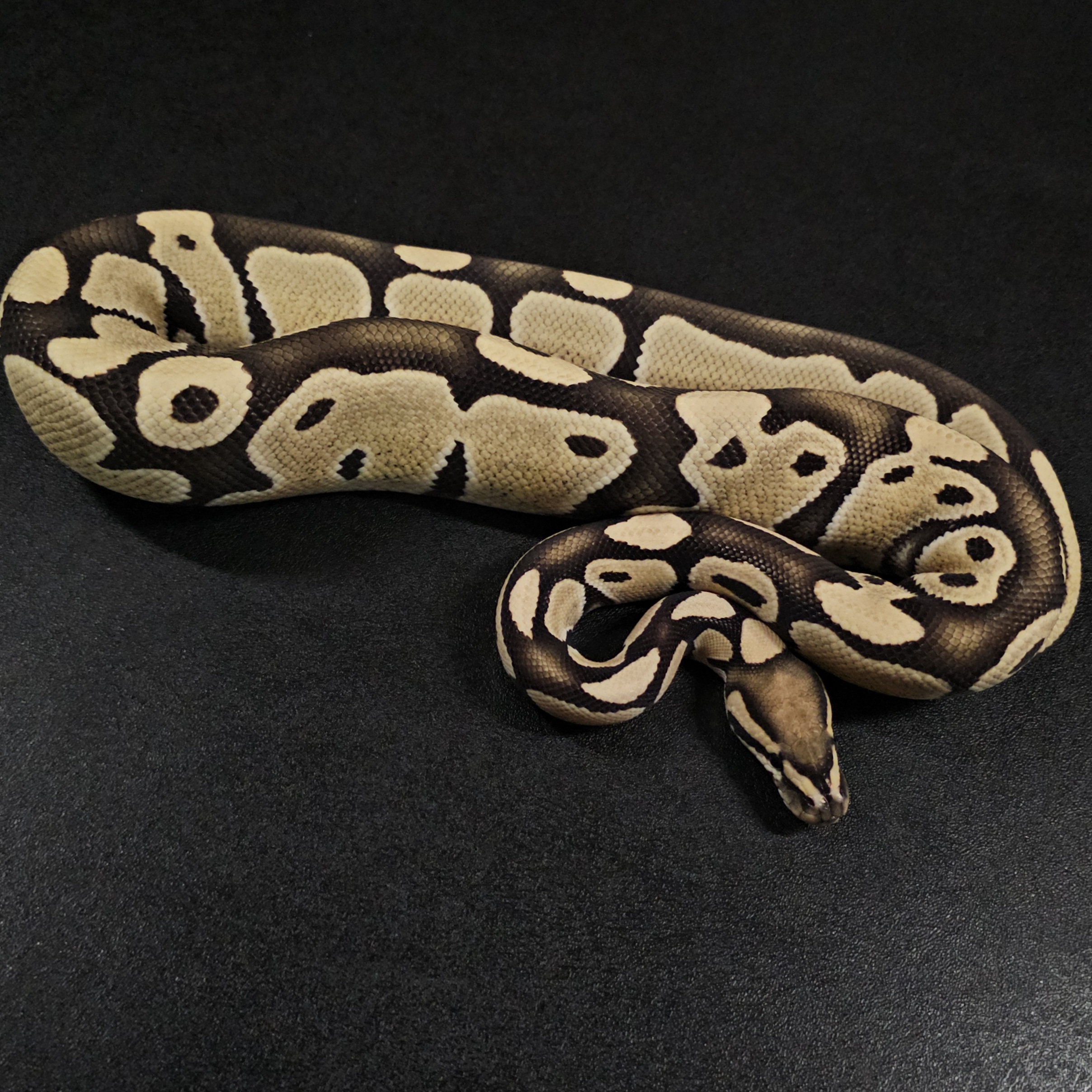 animal image