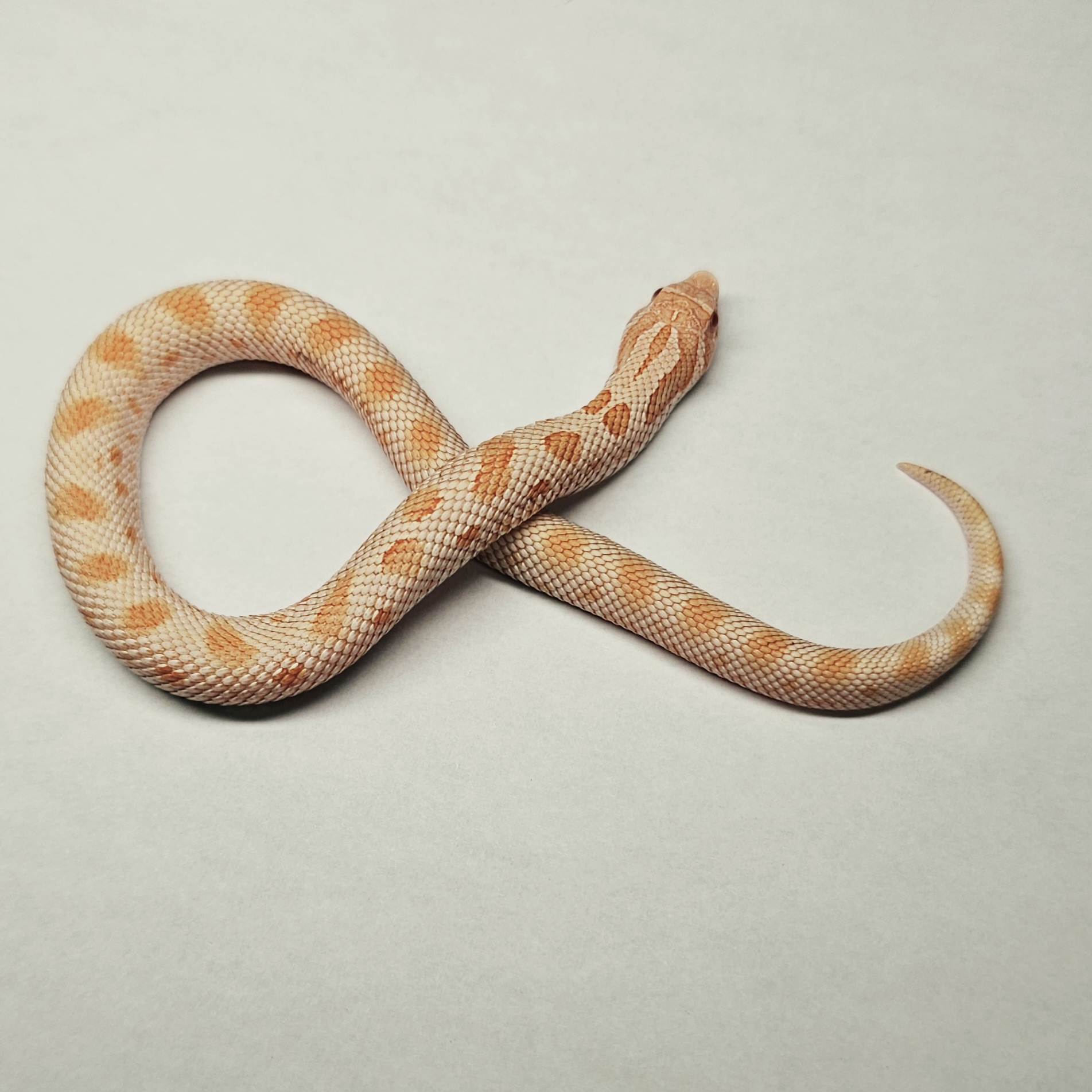 animal image