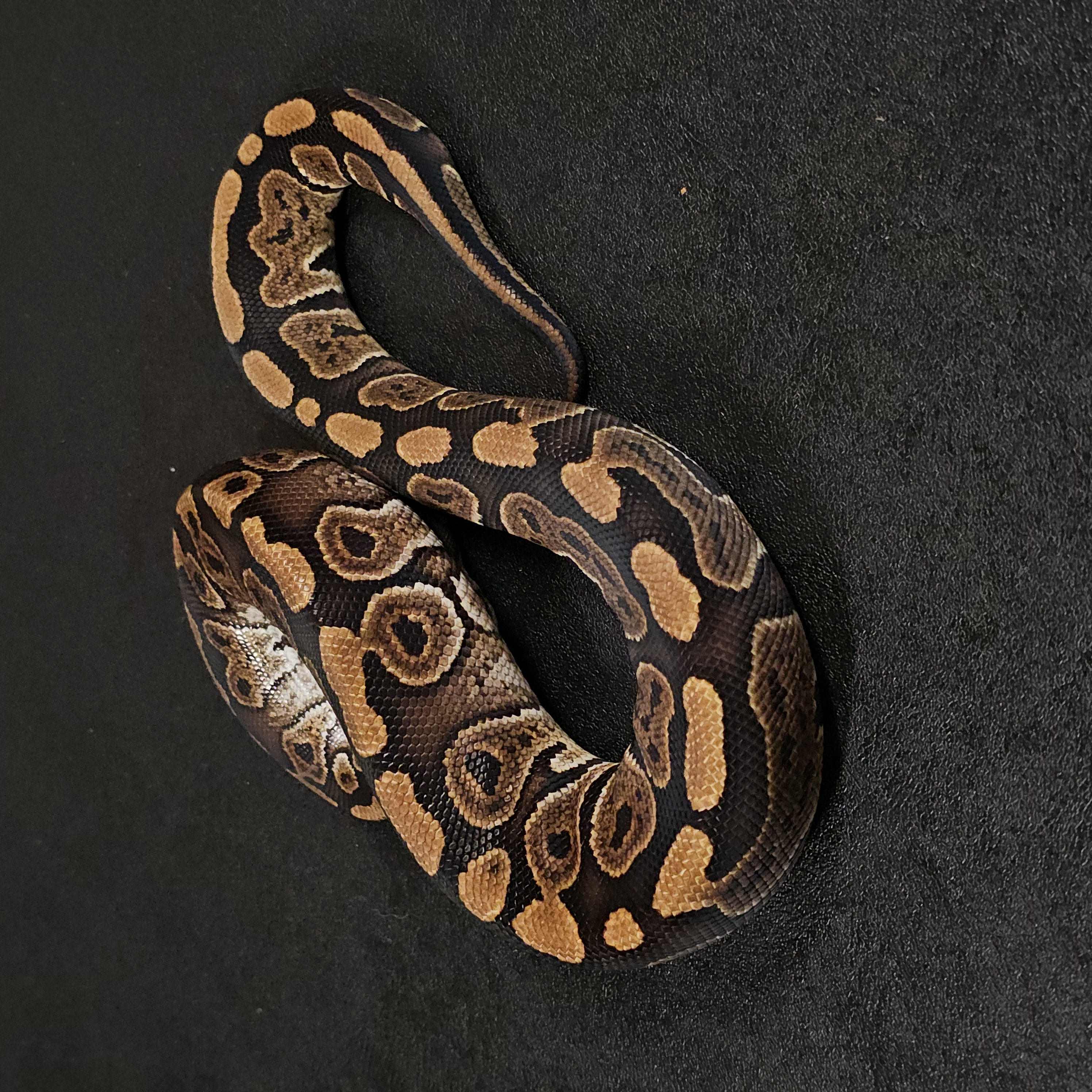 animal image