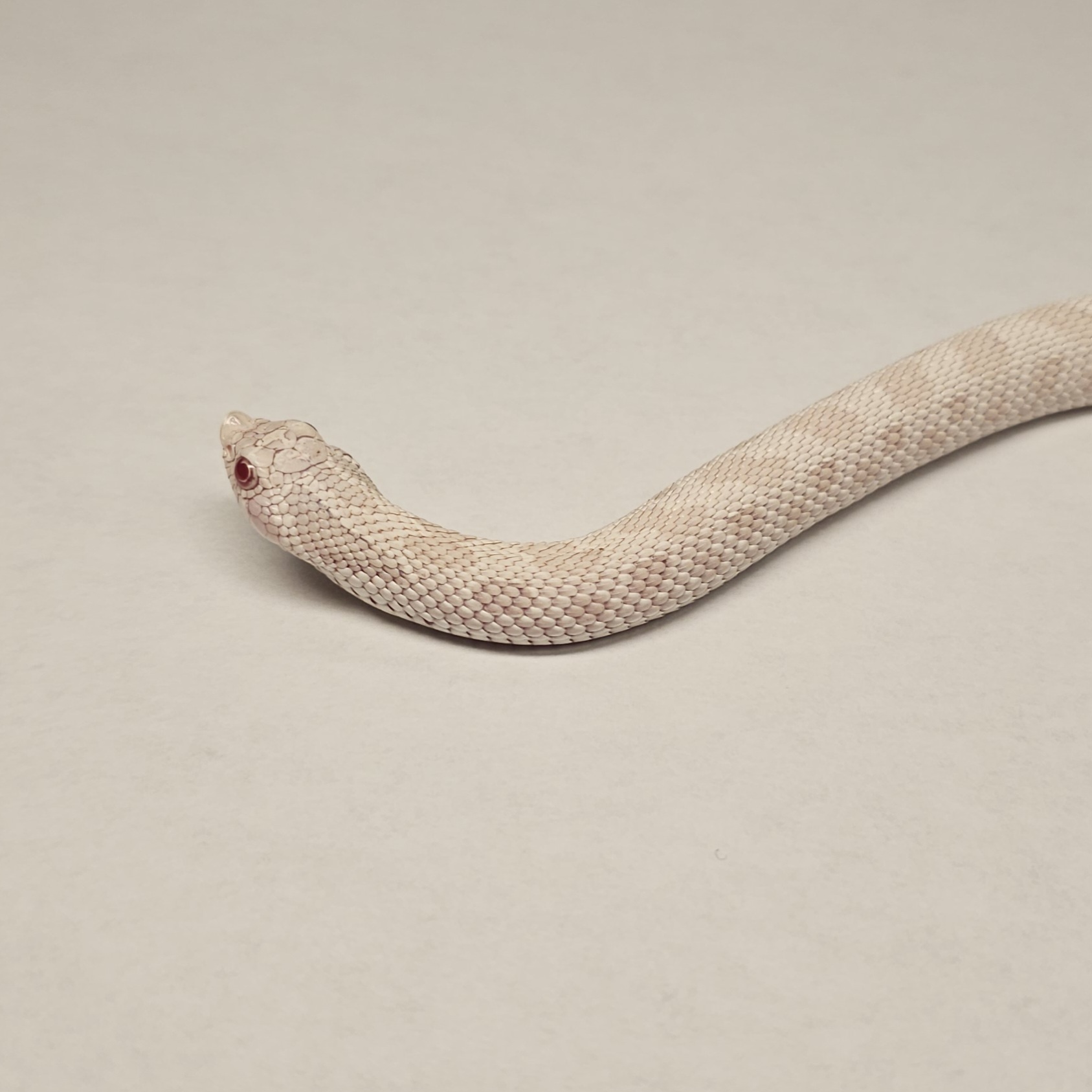 animal image