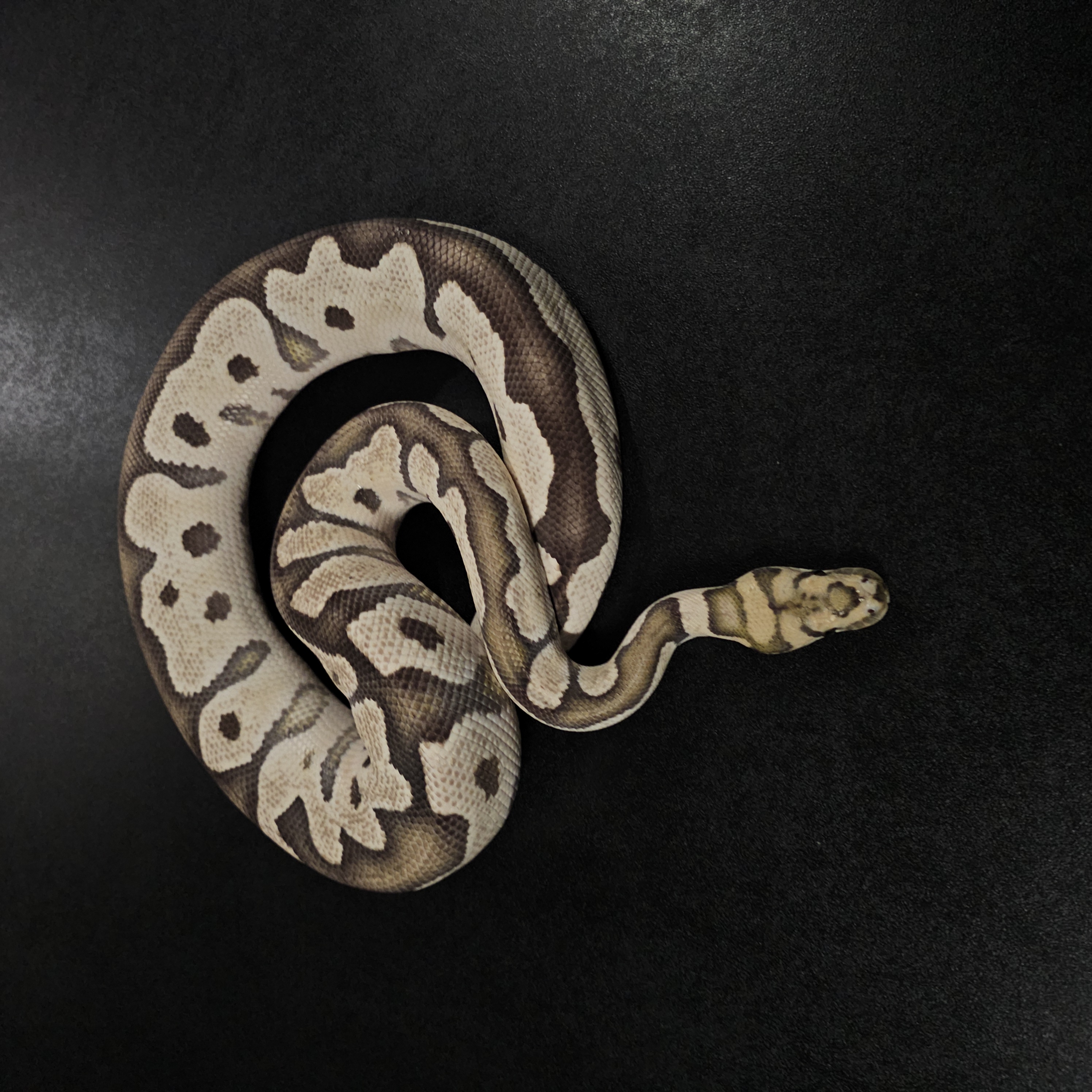 animal image