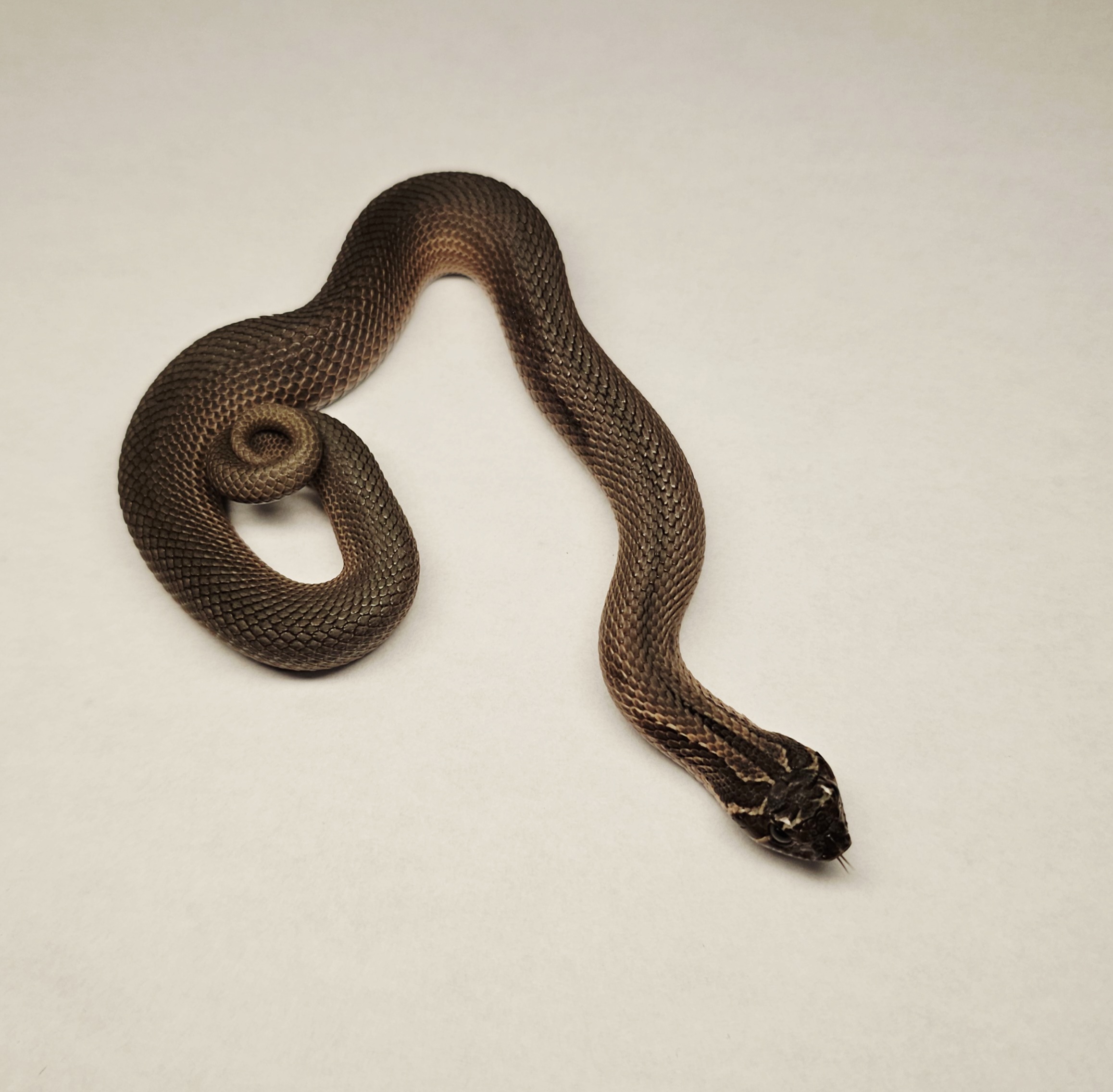 animal image