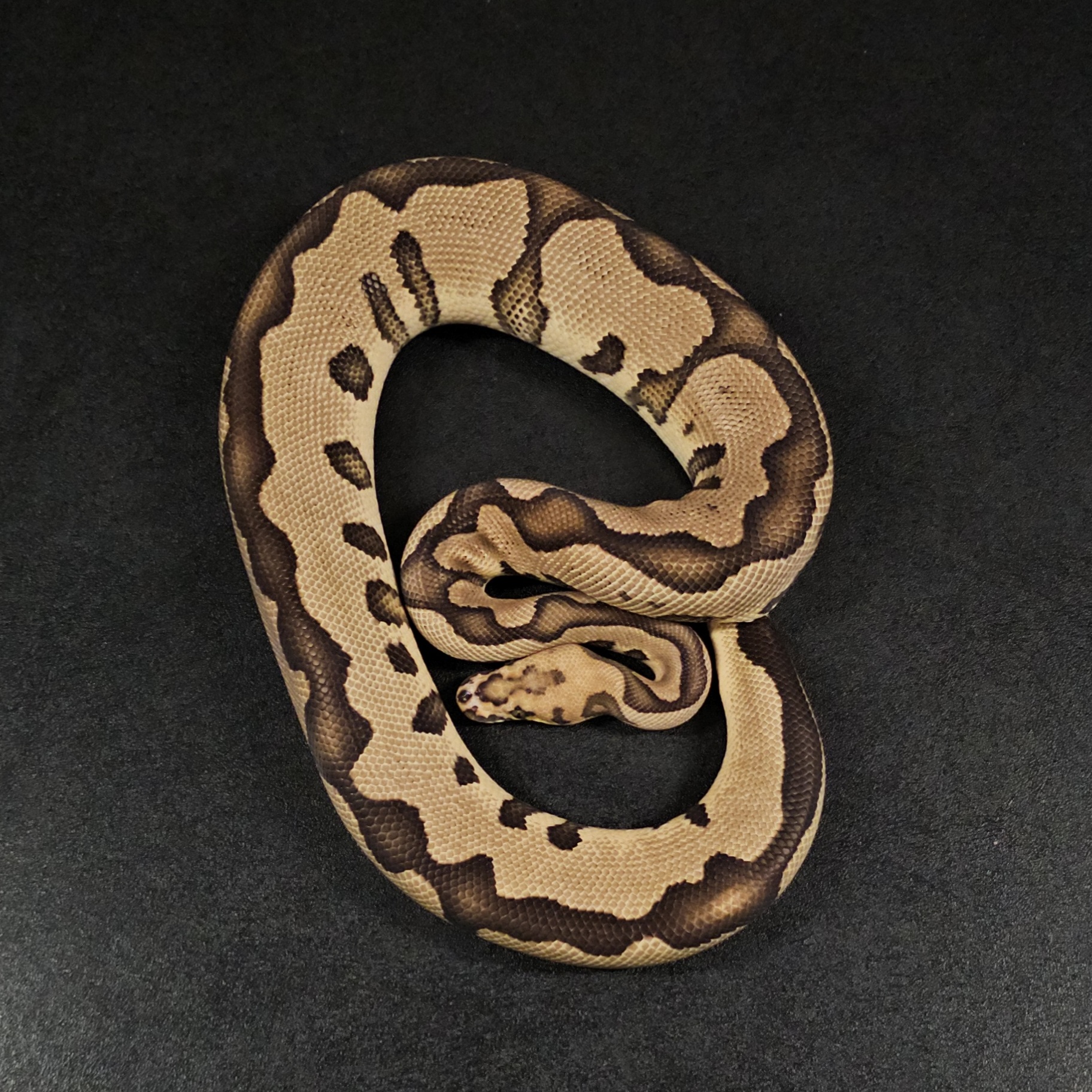 animal image