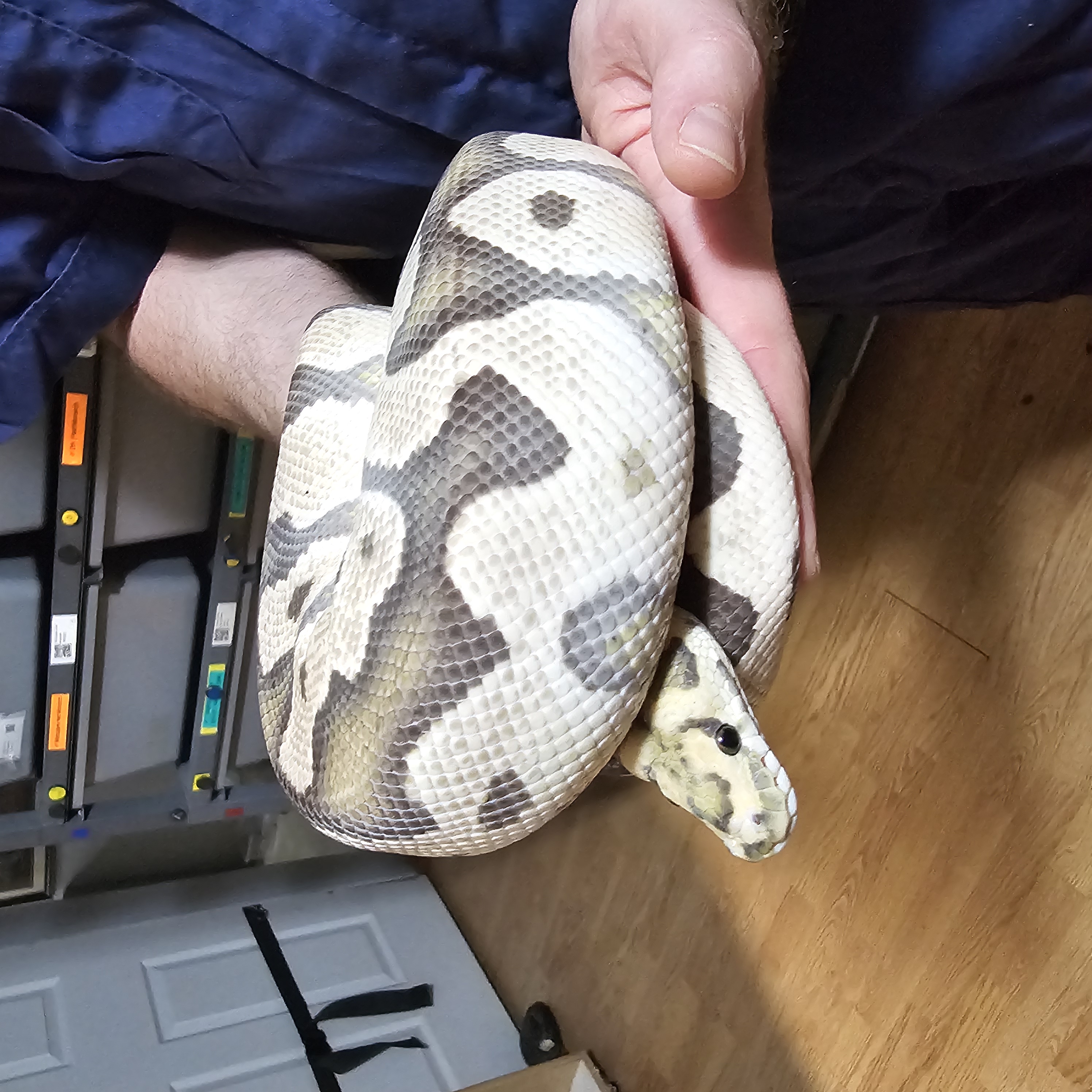 animal image