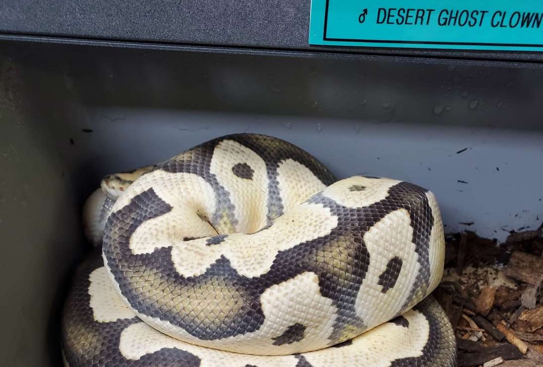 animal image