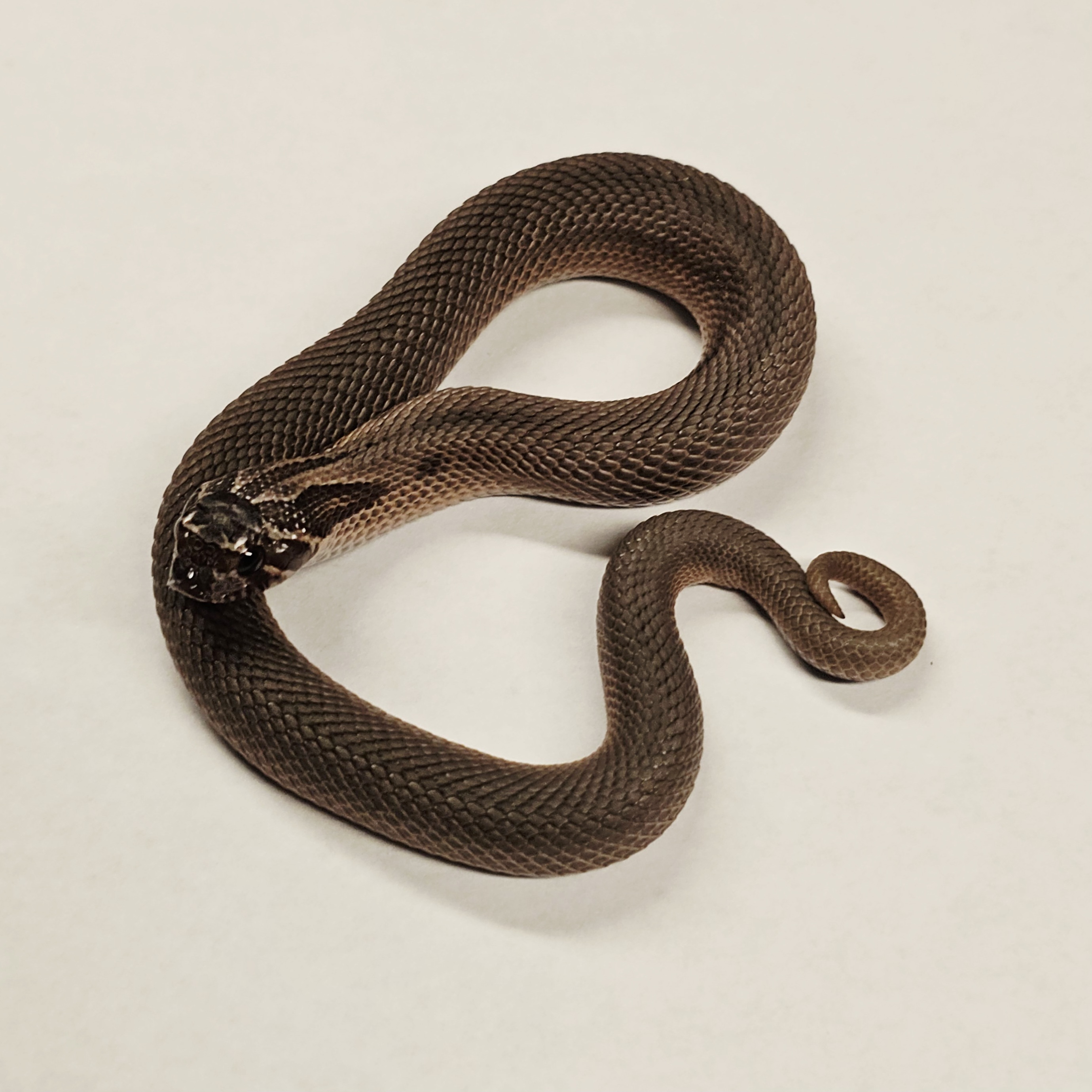animal image