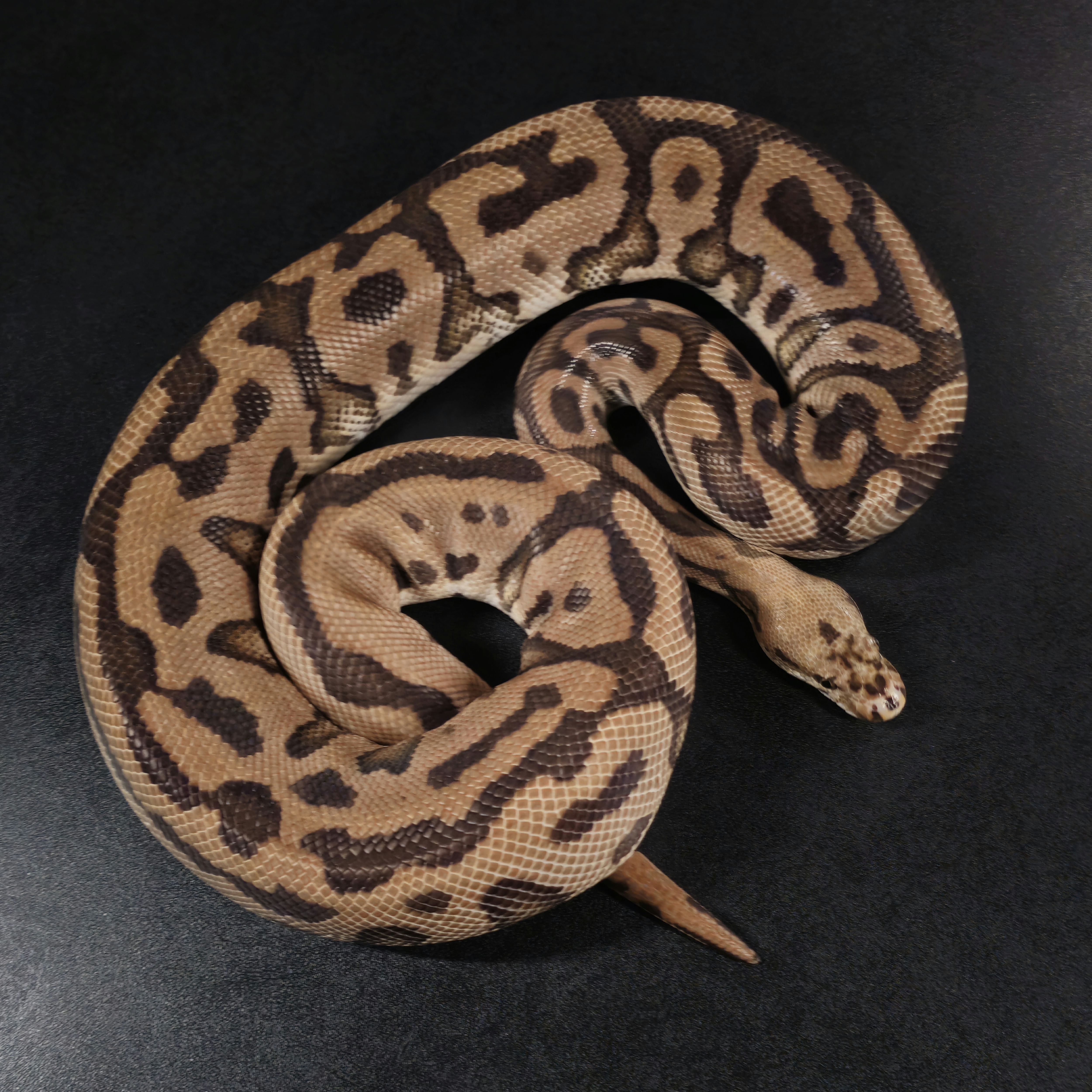 animal image