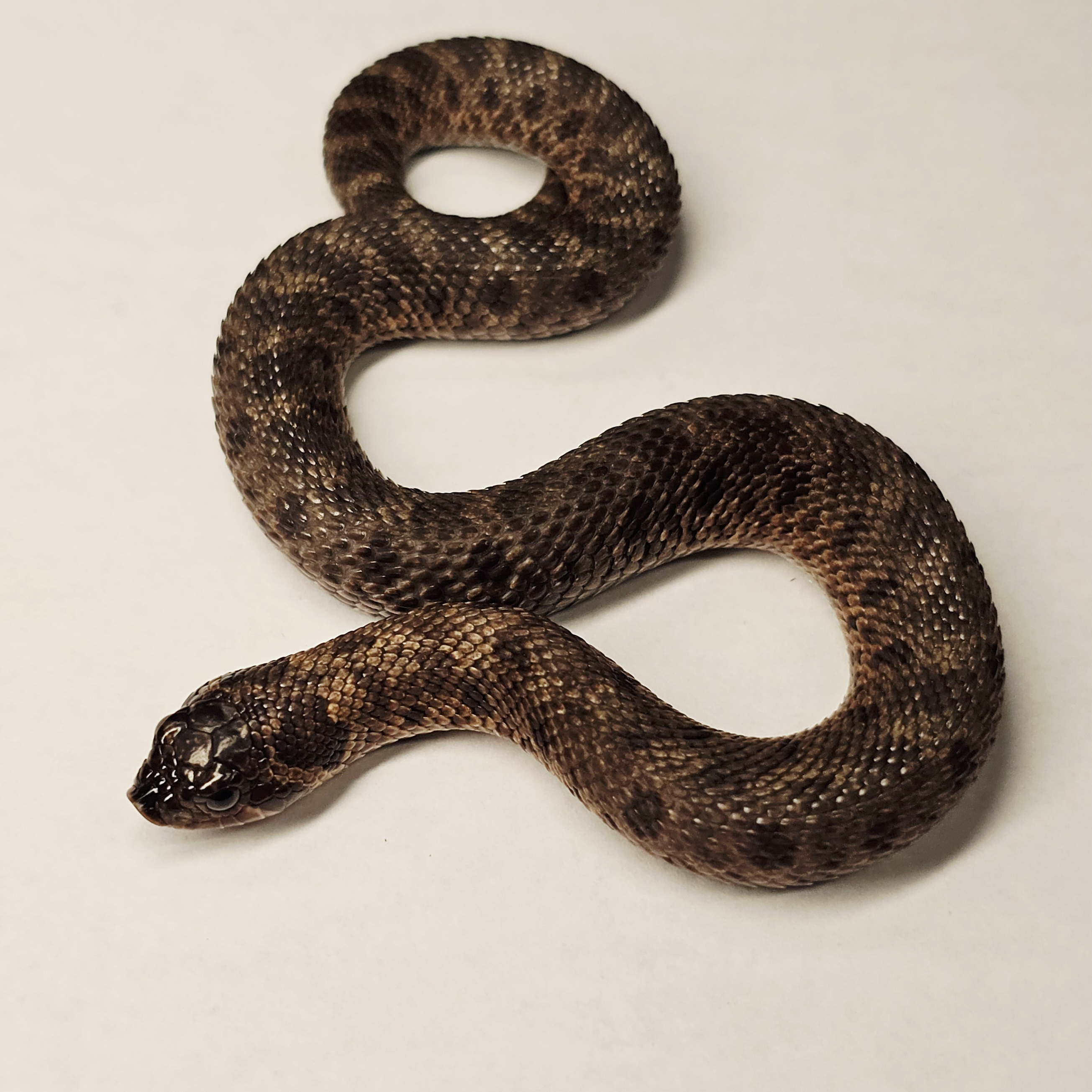 animal image