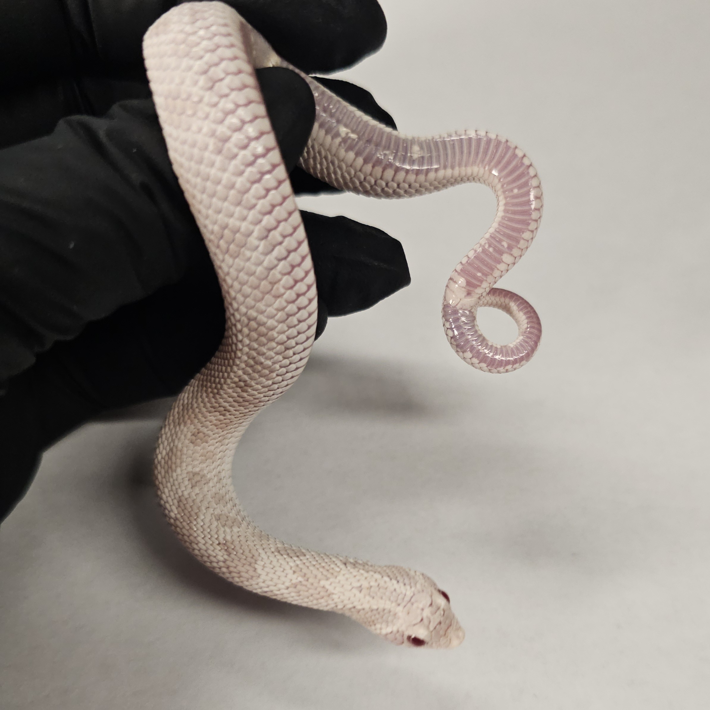 animal image