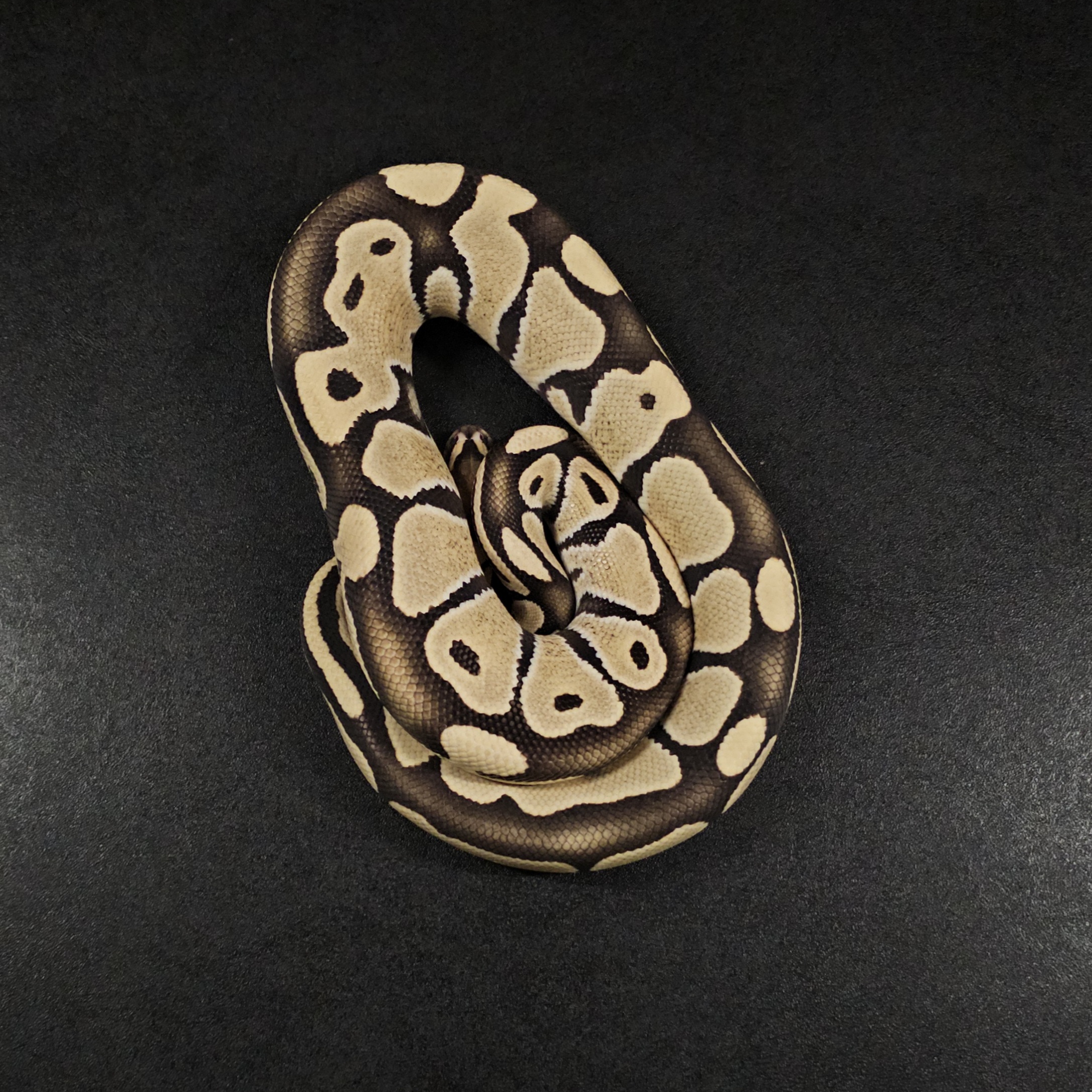 animal image