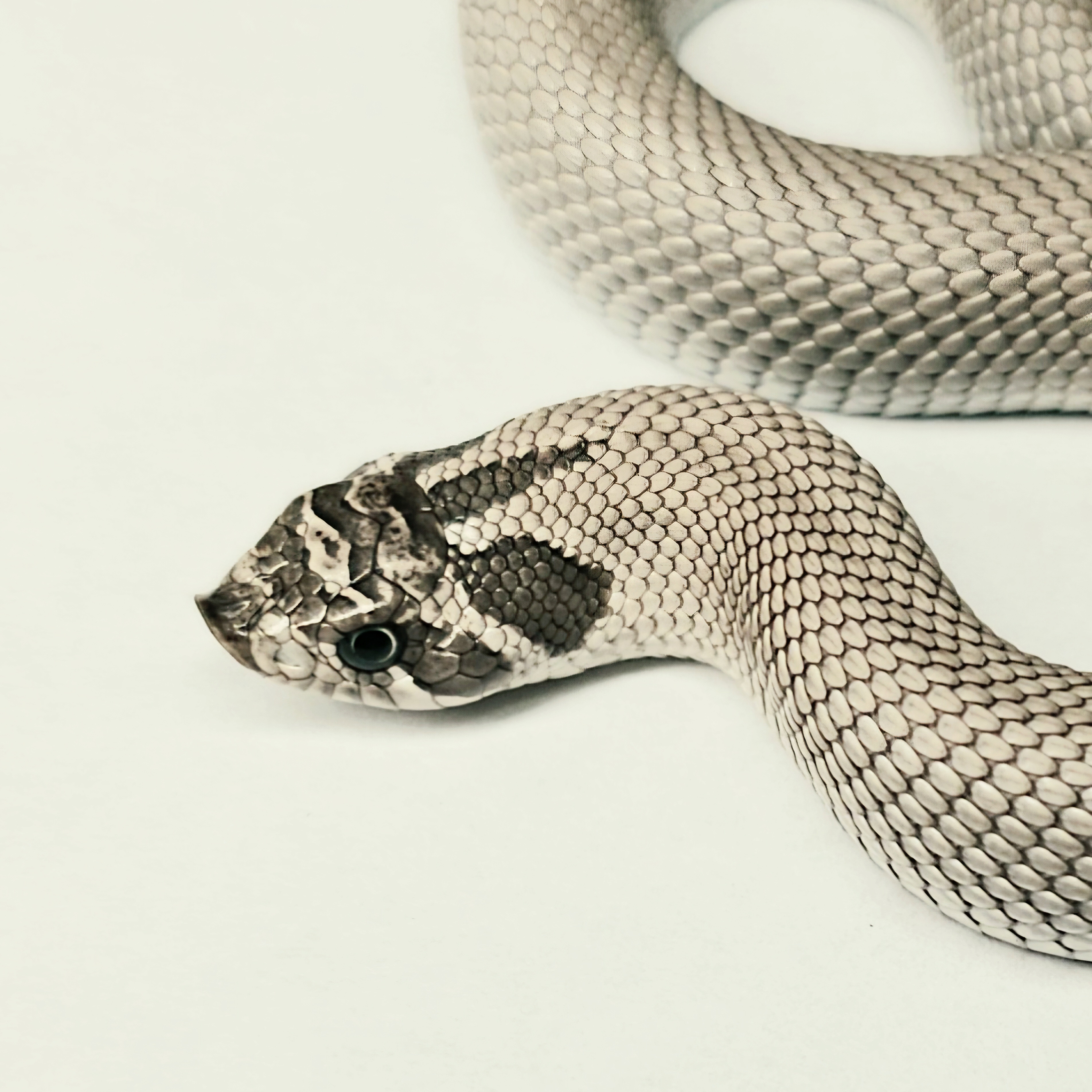 animal image