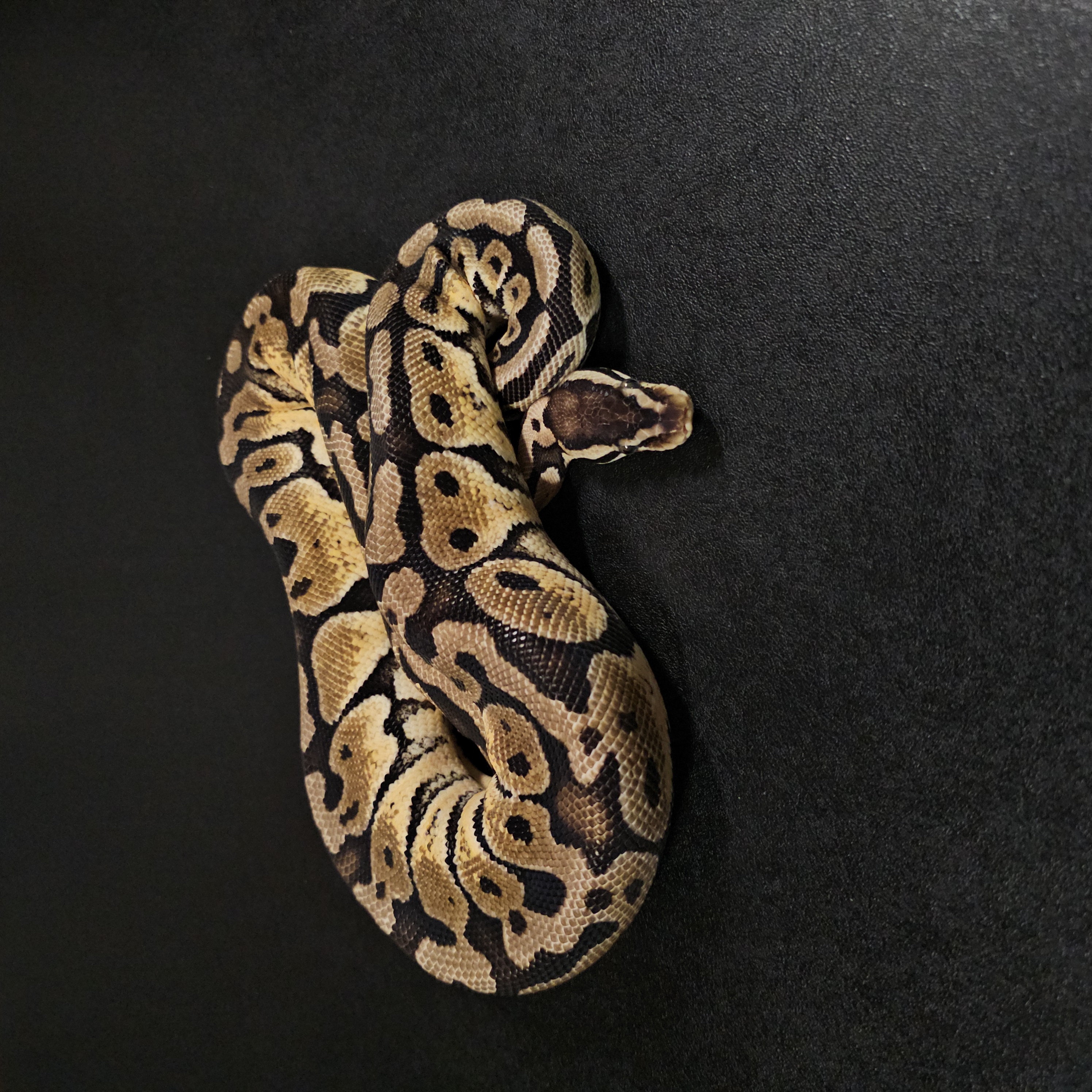 animal image