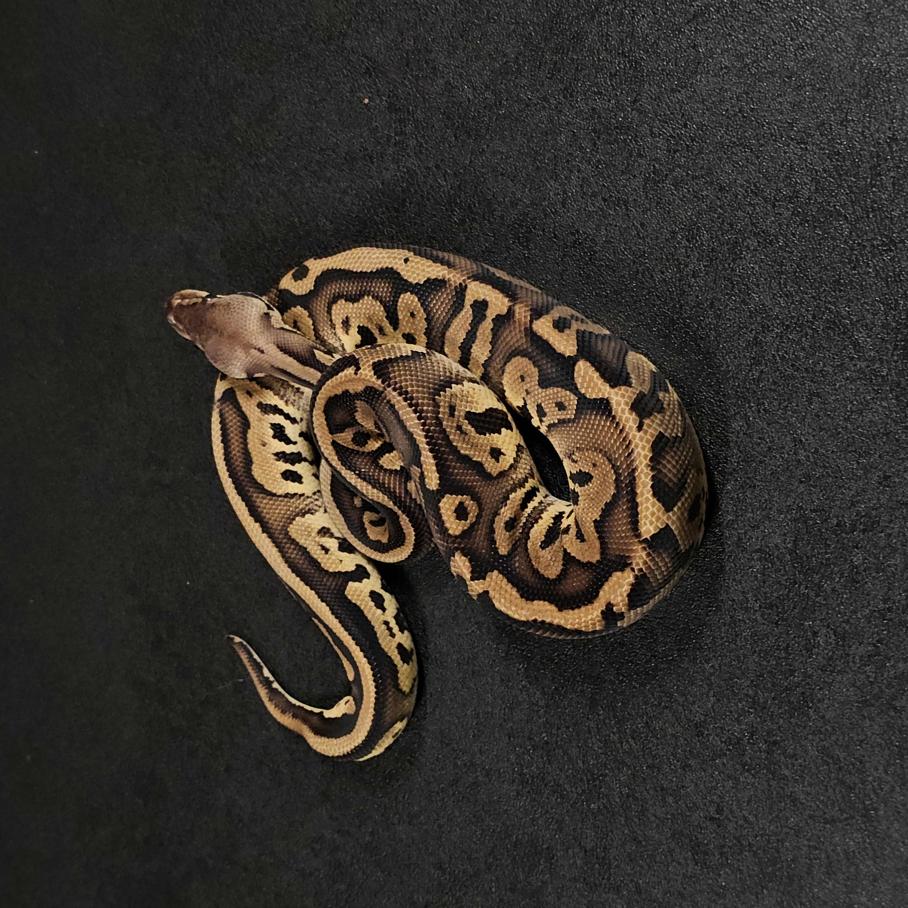 animal image