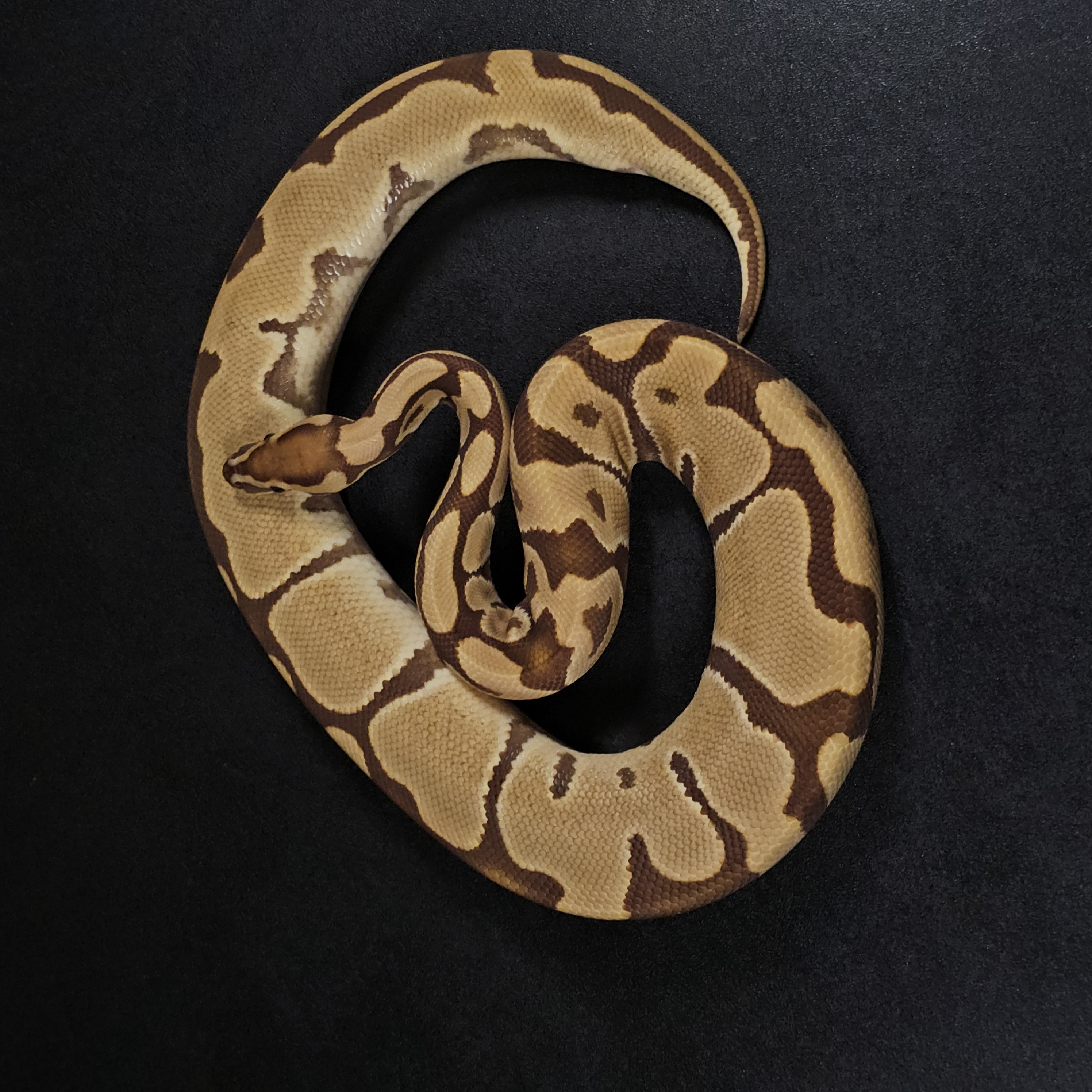 animal image