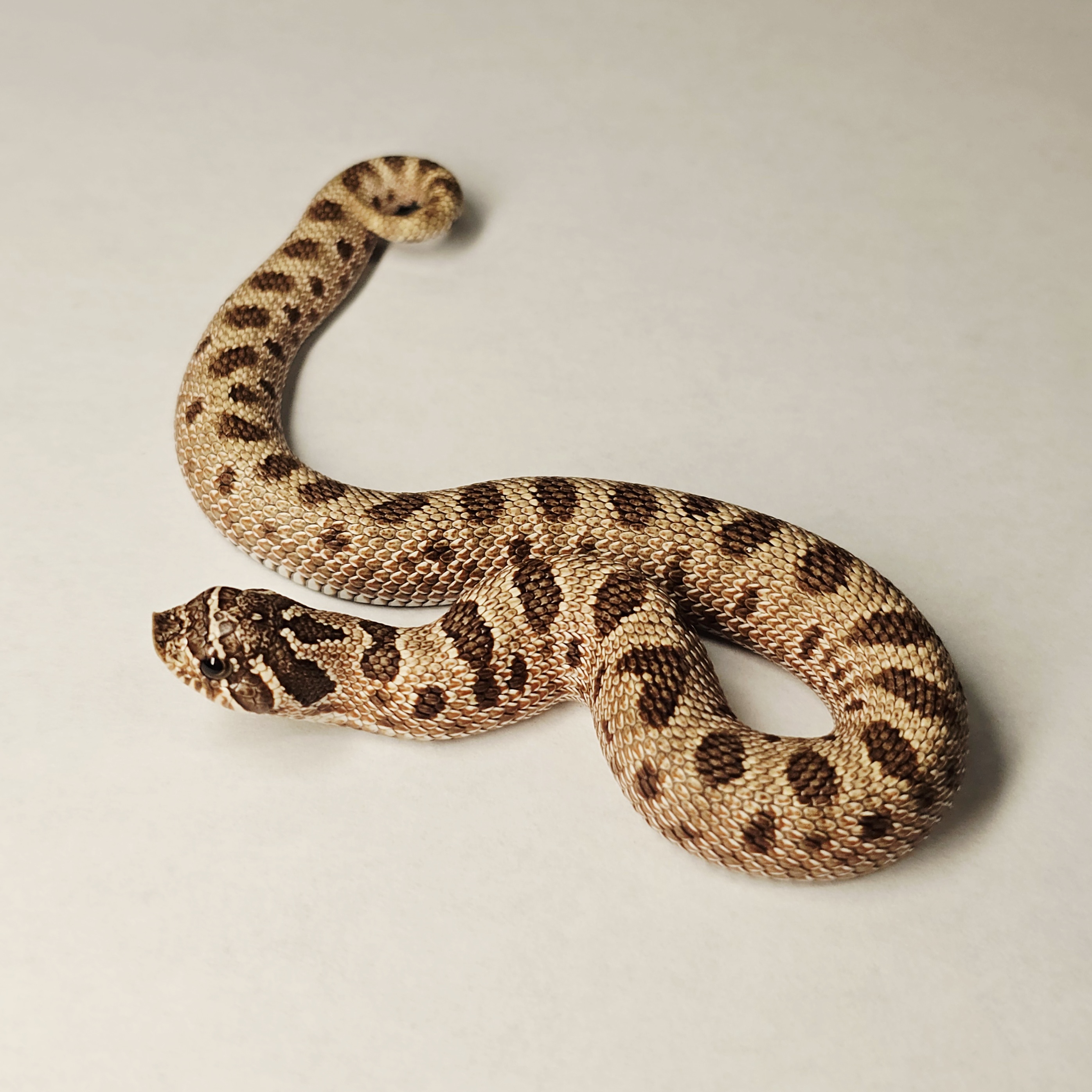animal image
