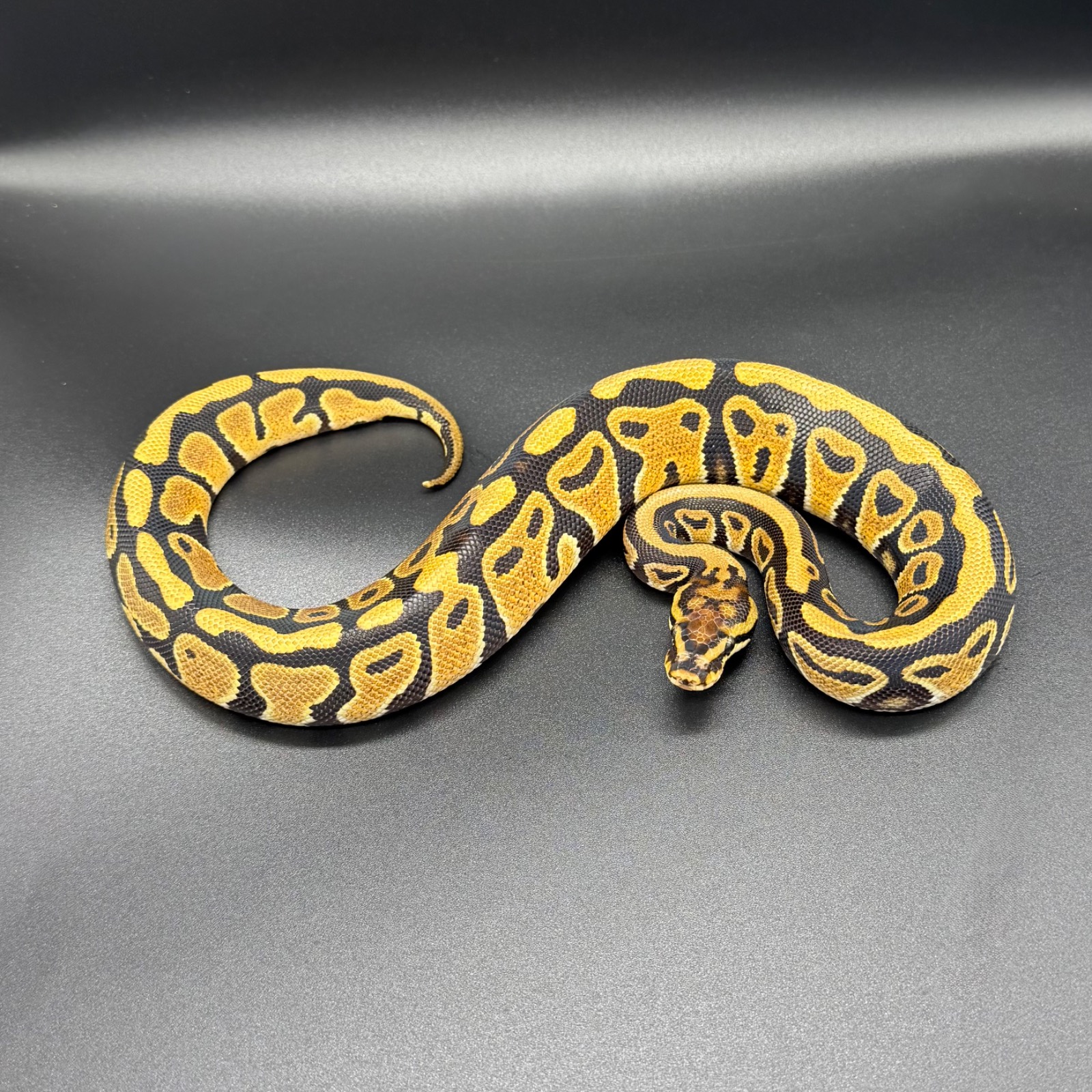 SN TH Monarch Gstripe Clown