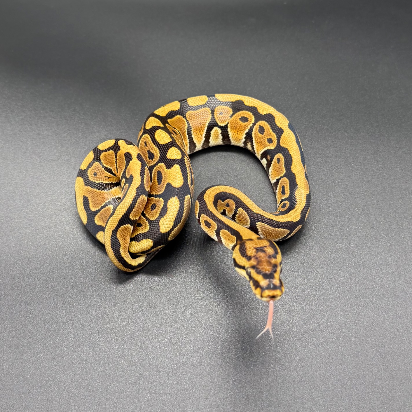 animal image
