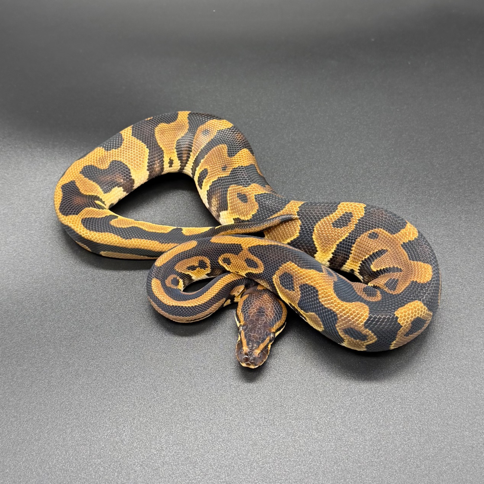 animal image