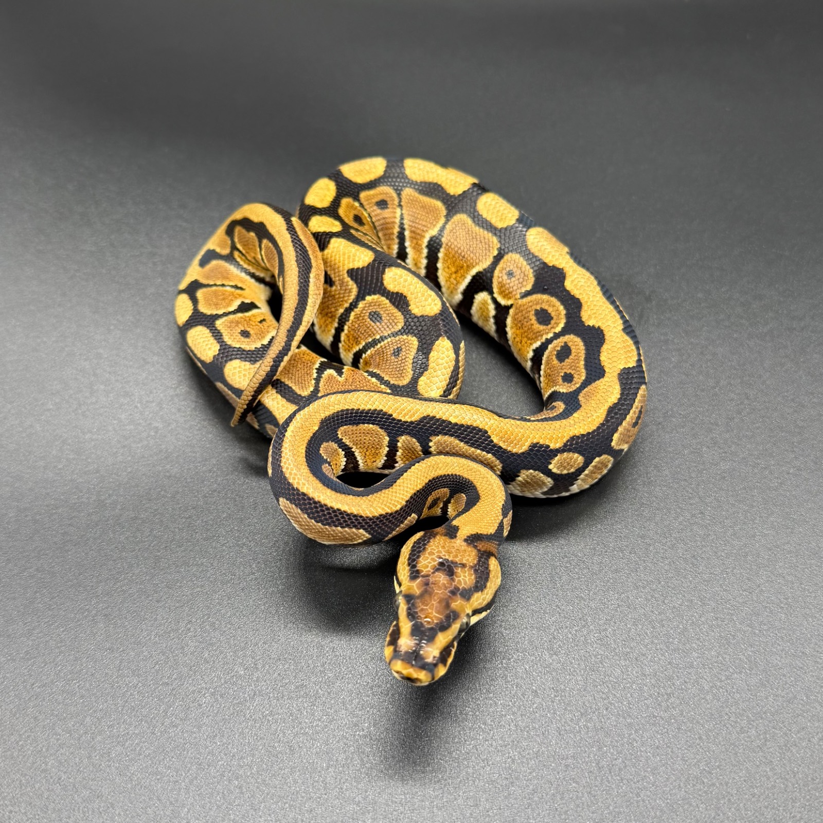 SN TH Monarch Gstripe Clown