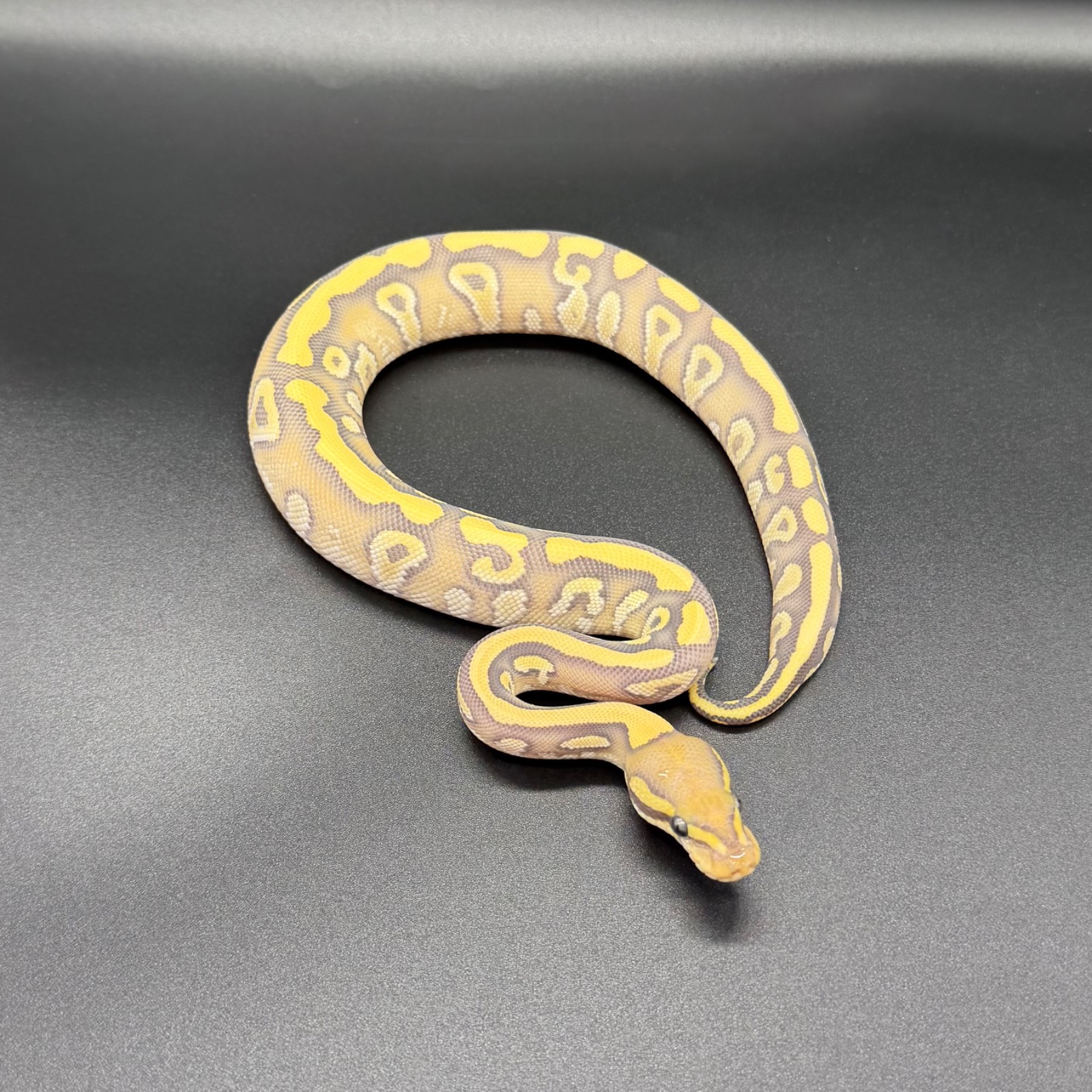 animal image