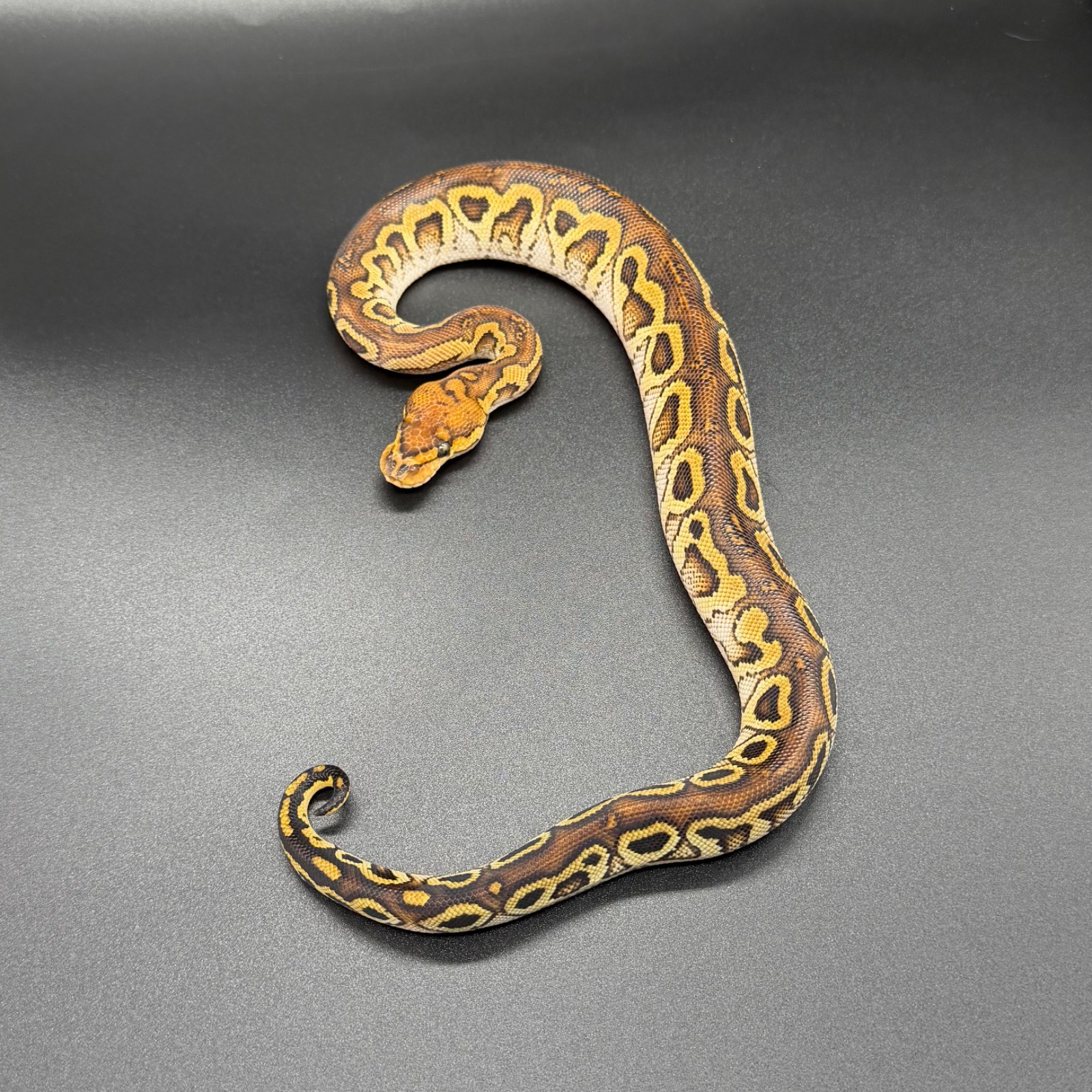animal image