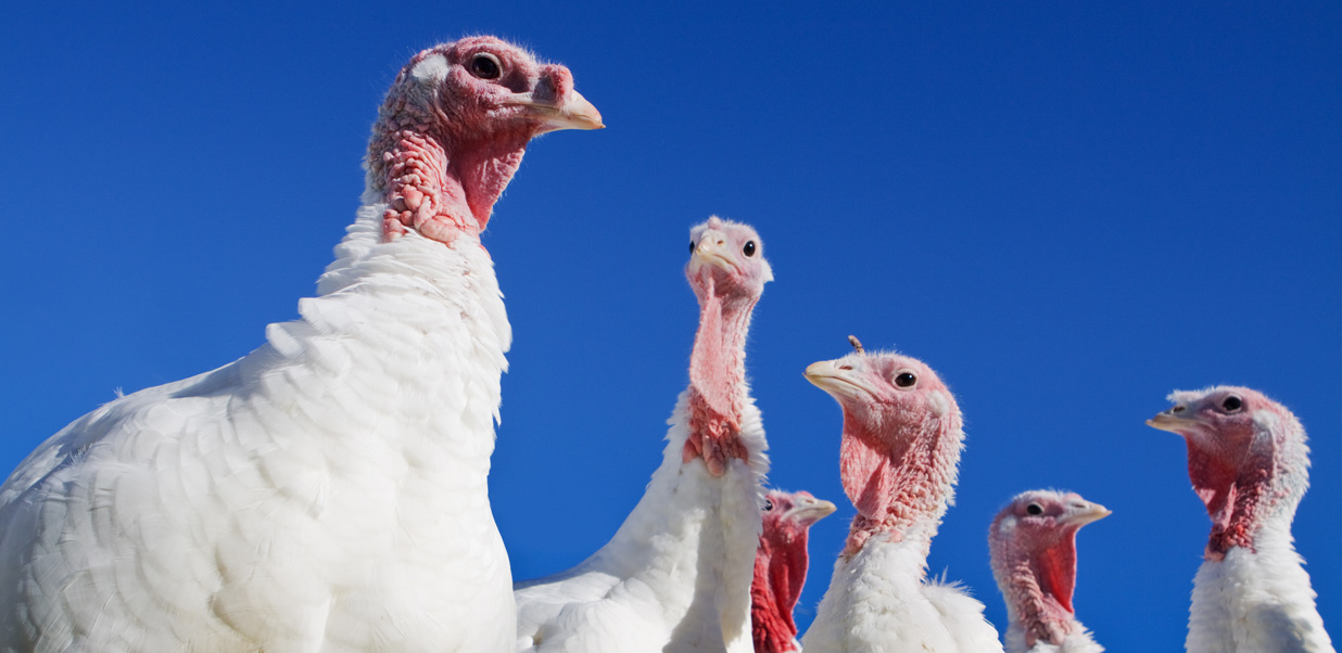 The Total Turkey Revenue for Thanksgiving Turkeys An Analysis of the Thanksgiving Tradition