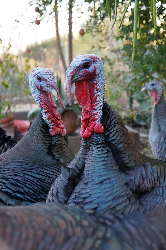 The Total Turkey Revenue for Thanksgiving Turkeys An Analysis of the Thanksgiving Tradition