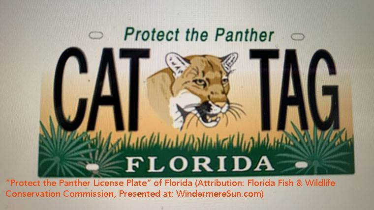 What to Do if You See a Florida Panther A Step-by-Step Guide