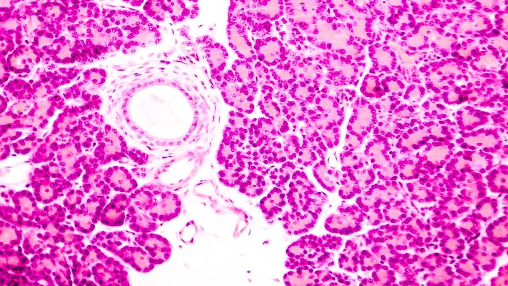 Pancreatic Islet Cells