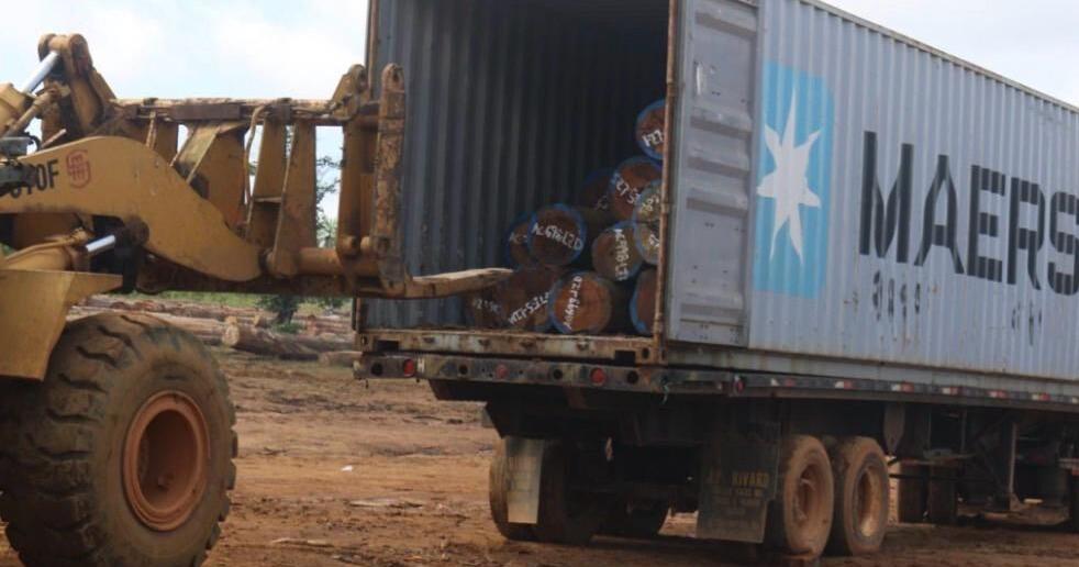 Scrap Company Turns to Illegal Timber Trafficking | News