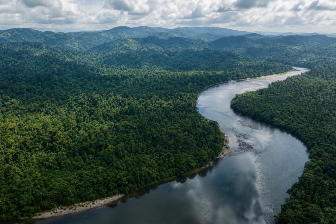 Two Protected Forests Near Establishment | News