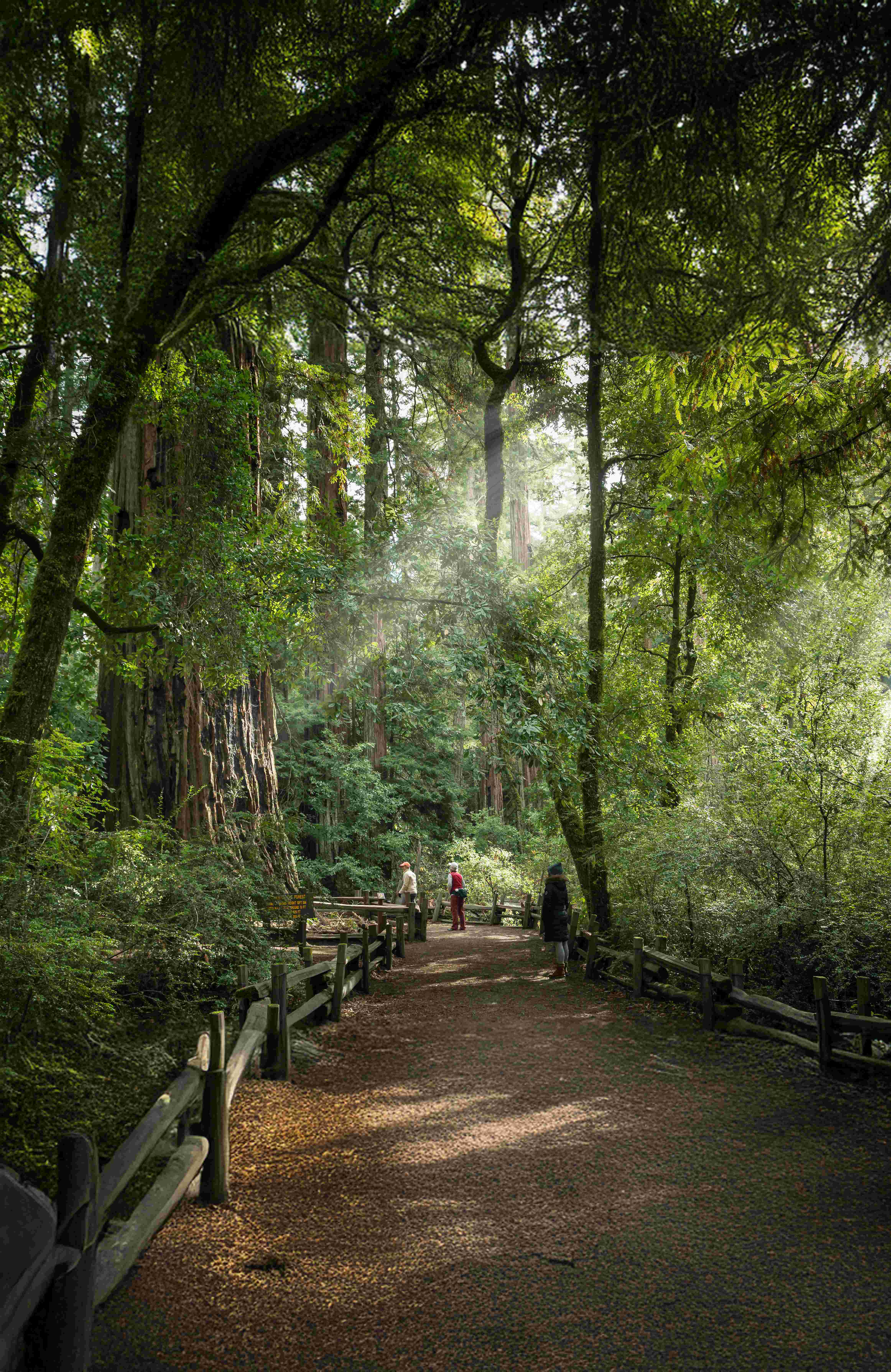 Redwood Regional Park - Locava