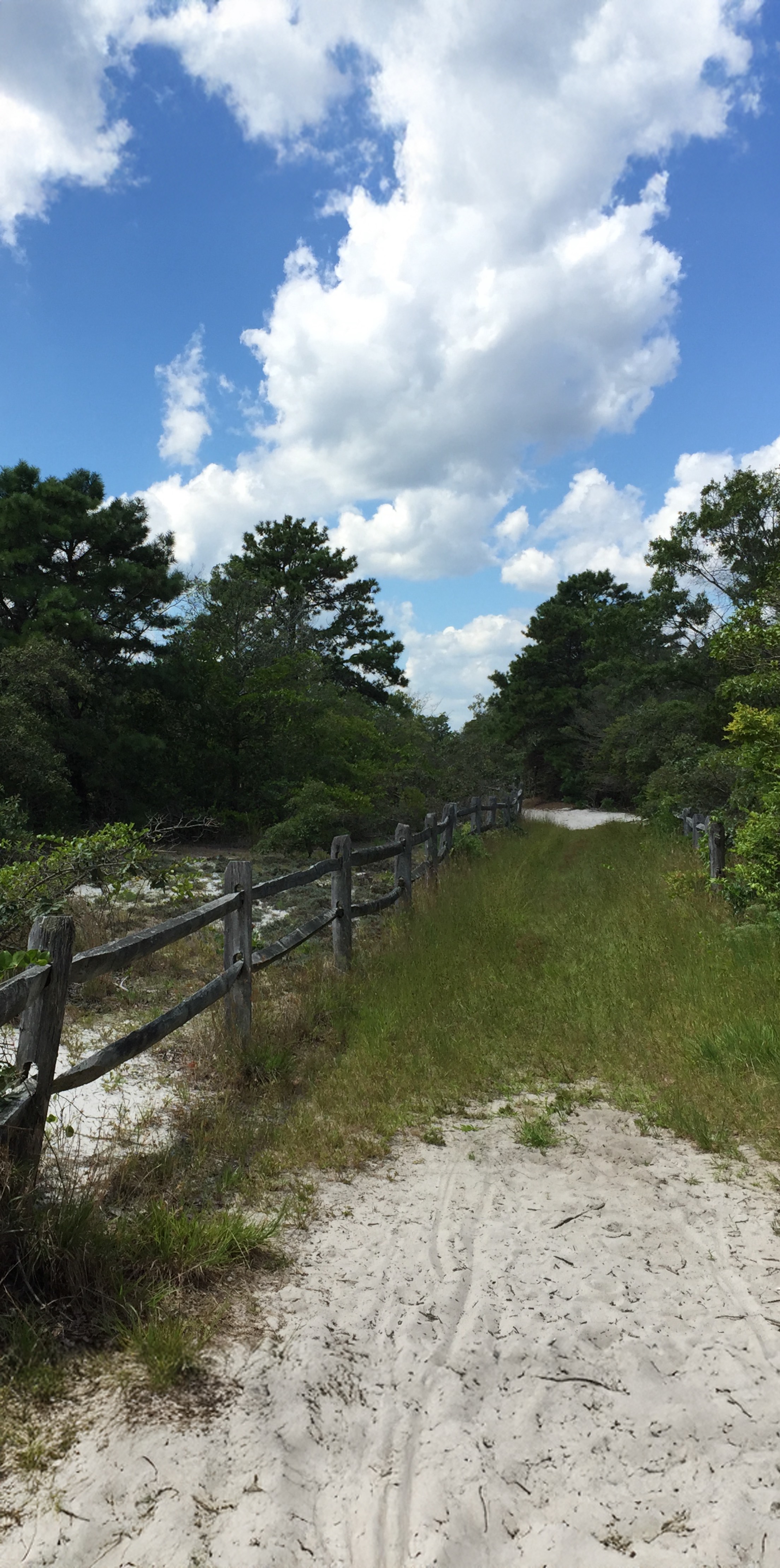 Forest Trail Island Beach State park - Locava