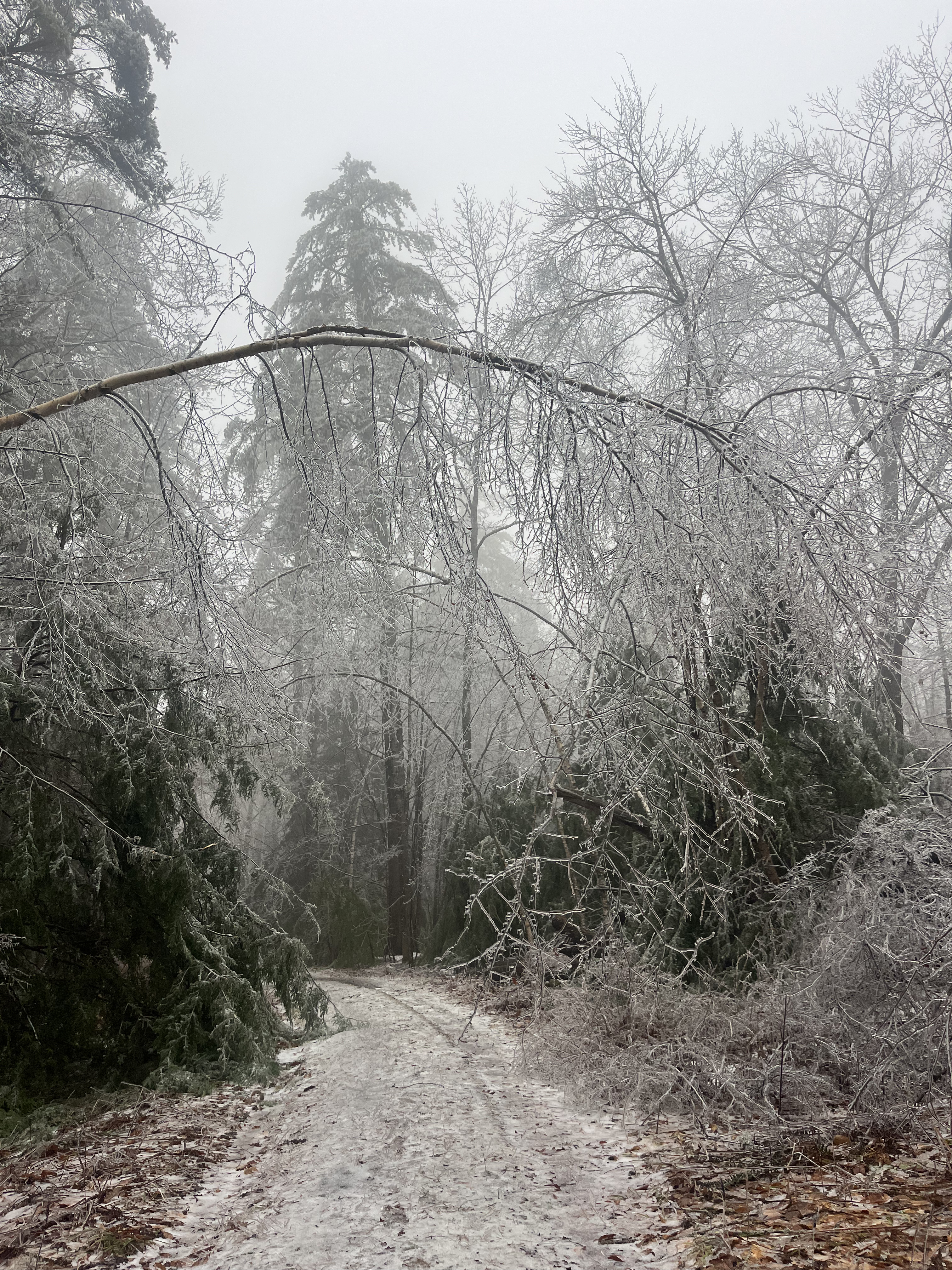 Ice Storm - Locava