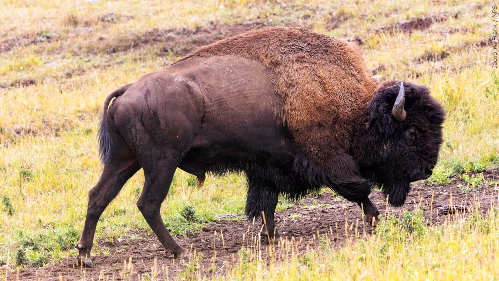 BisonWYMTHeader