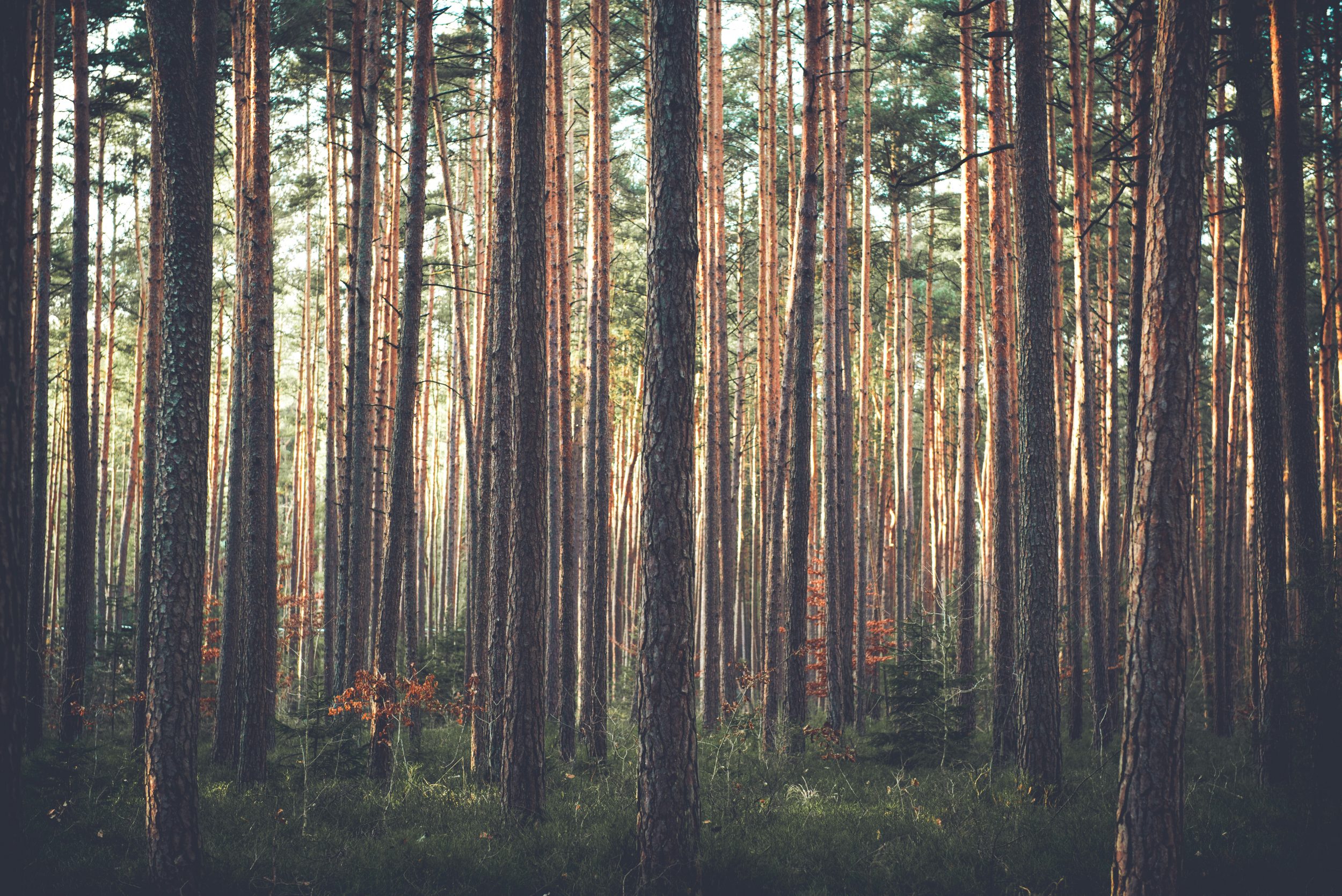 sebastian-engler-PLeo6LGc3AI-unsplash