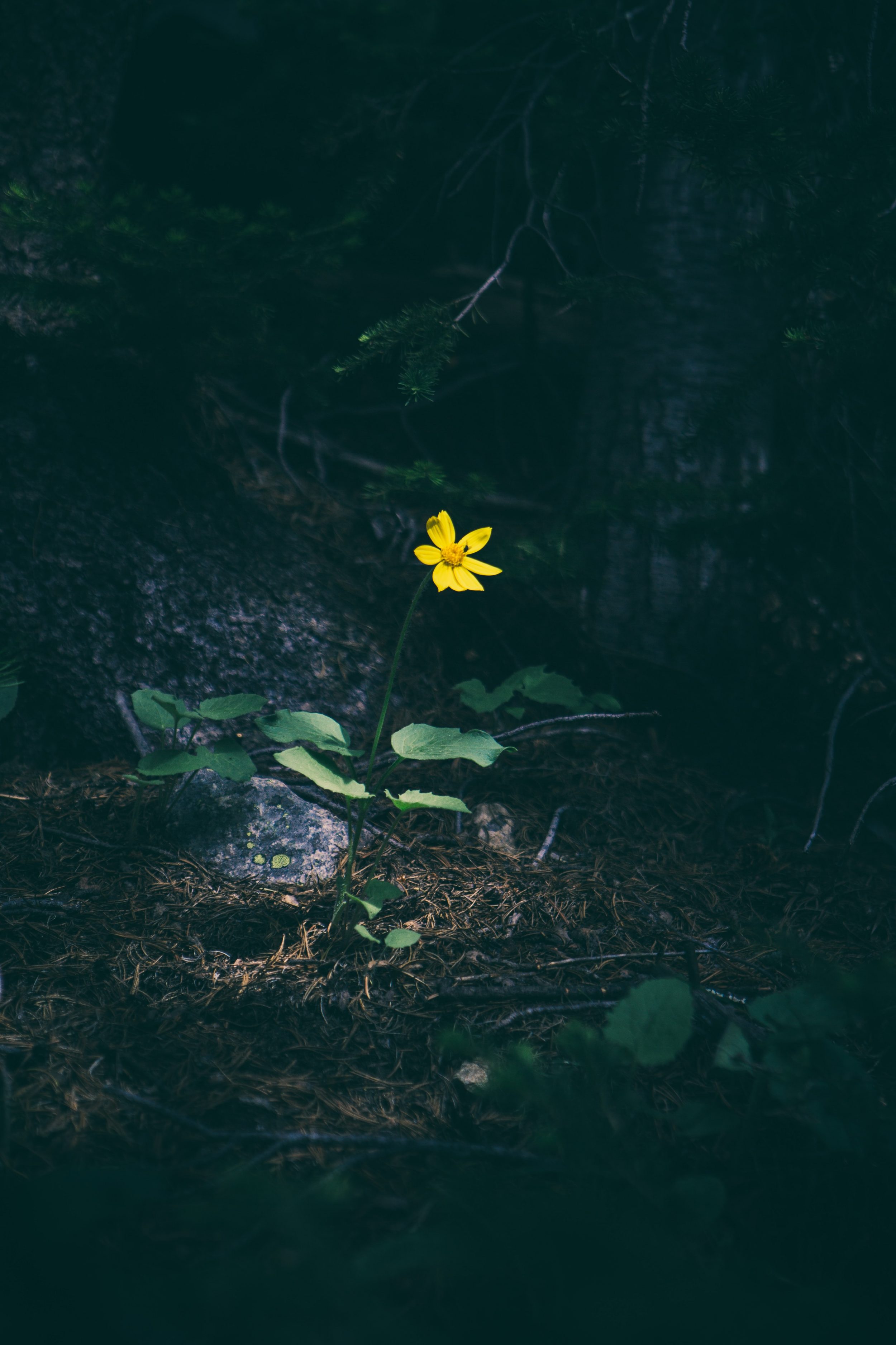 matthew-smith–rYZO4_JPEU-unsplash