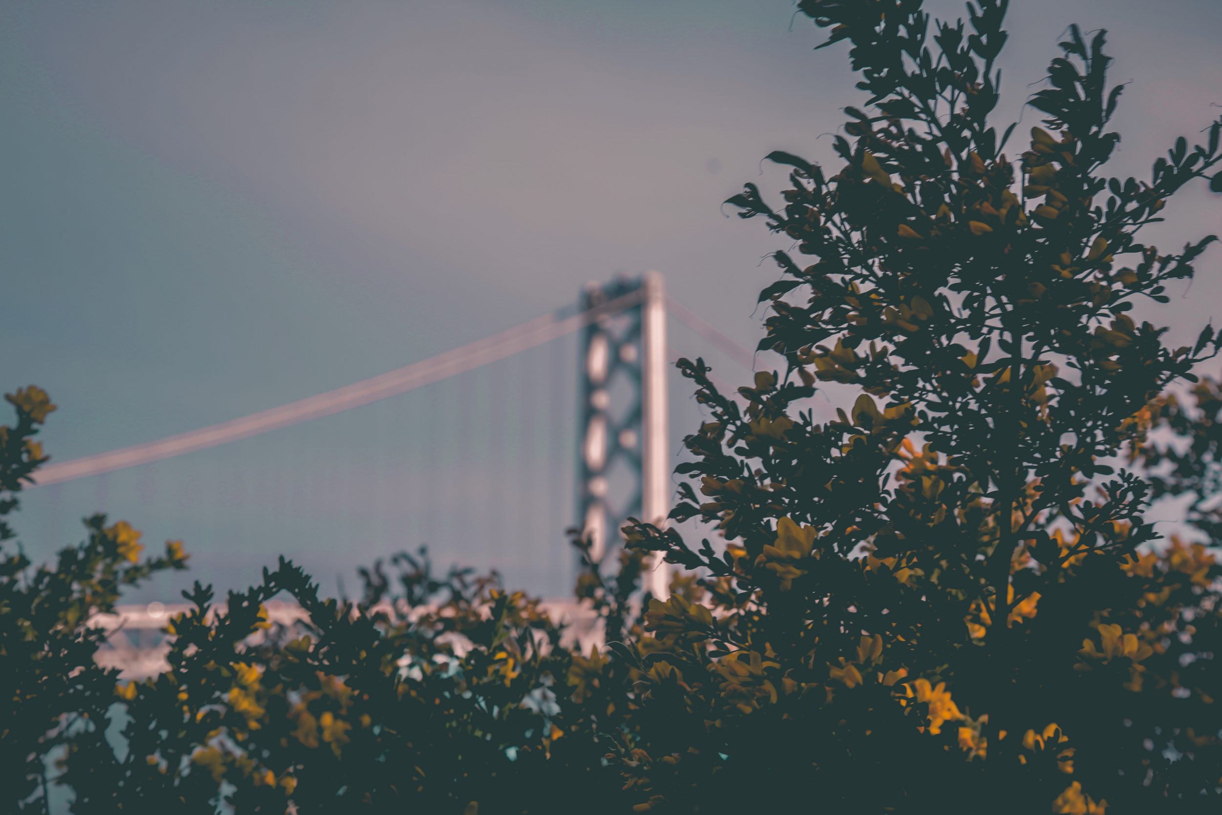 landry-gapangwa-Hq45fls8iUs-unsplash