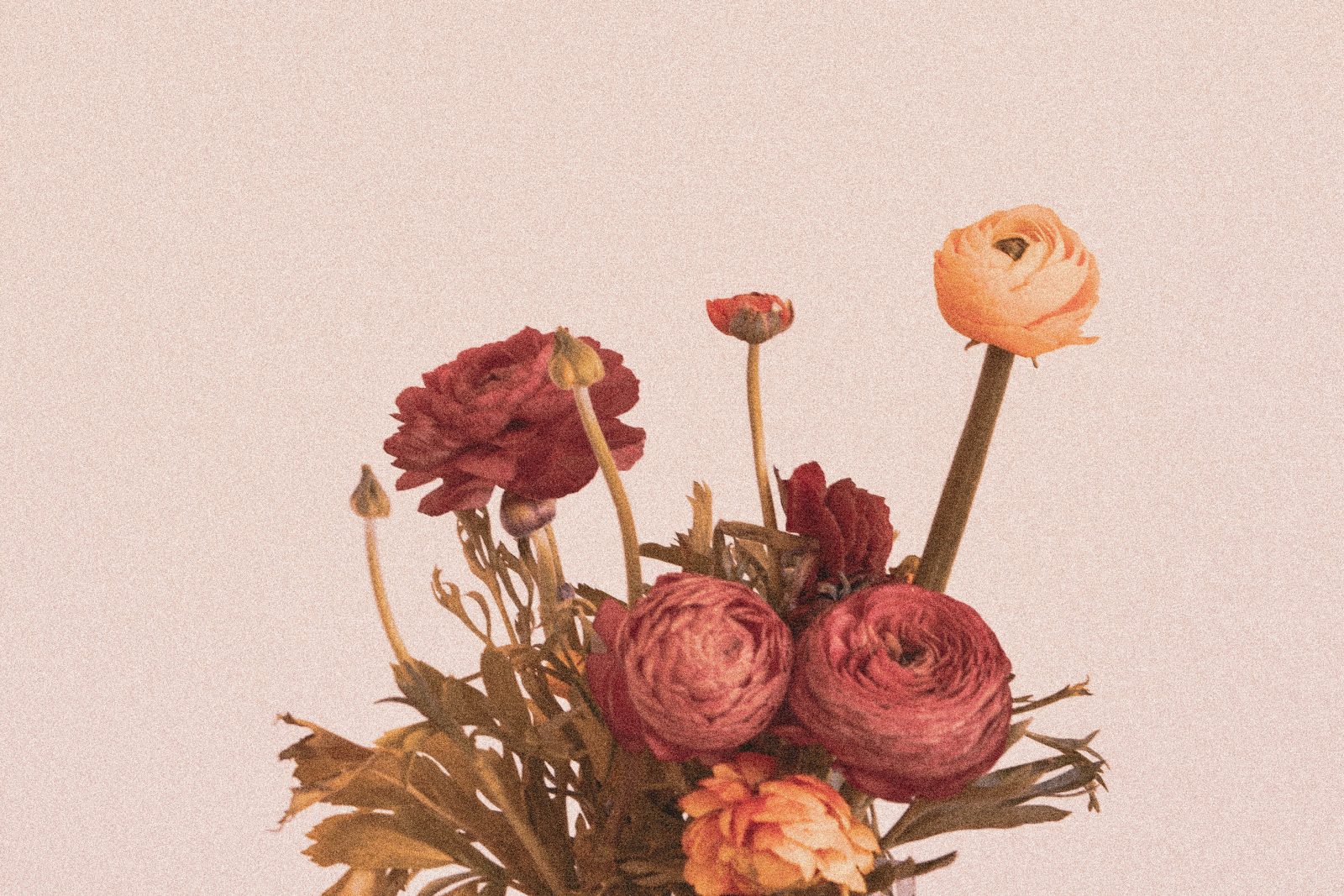 christina-deravedisian-uPh0gLMUa2A-unsplash