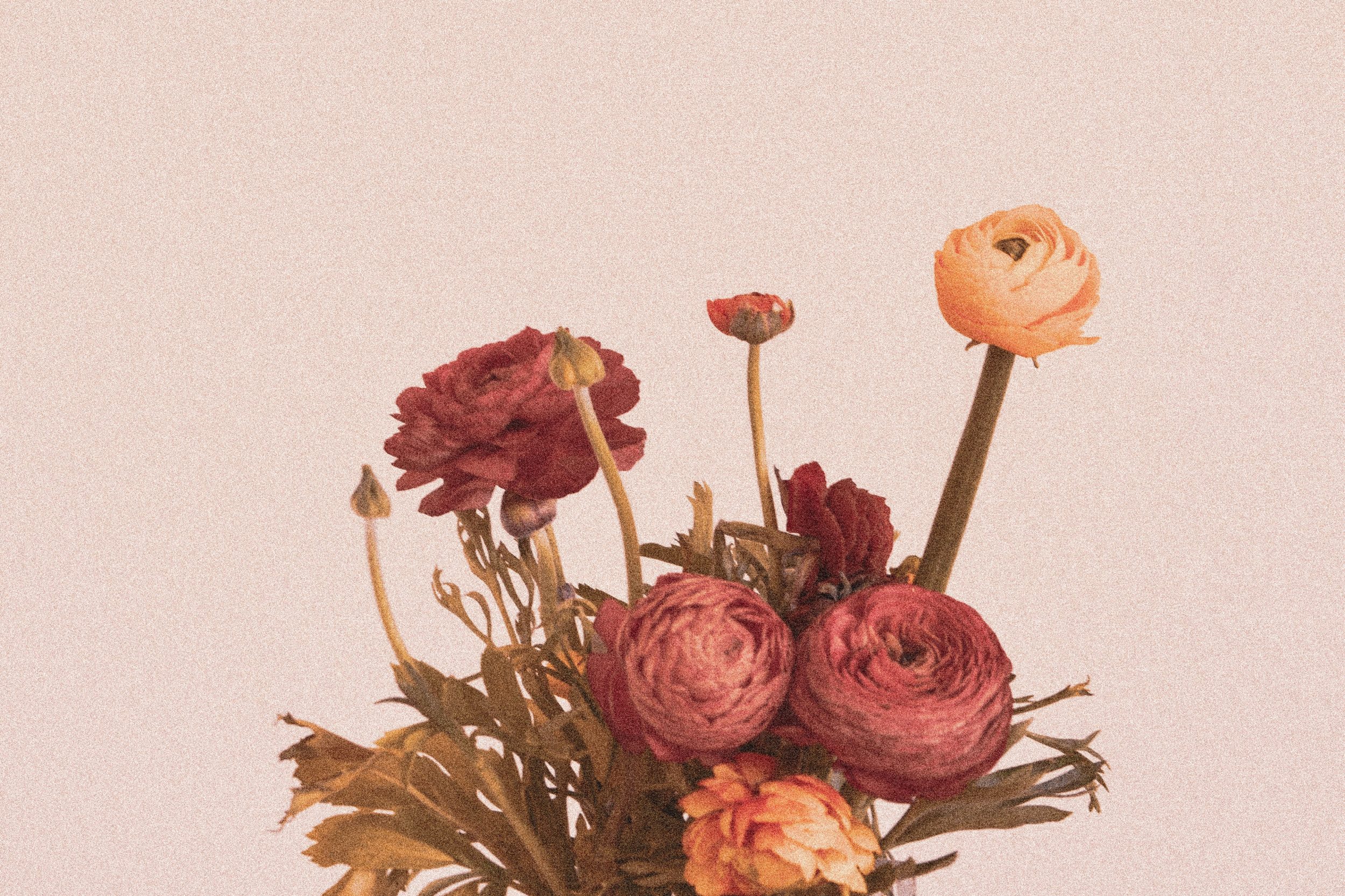 christina-deravedisian-uPh0gLMUa2A-unsplash