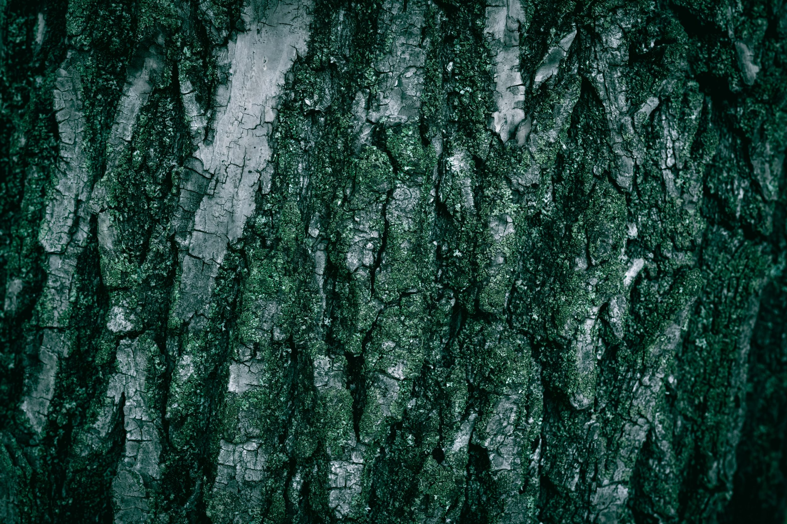 wyxina-tresse-viCm9tXNycs-unsplash