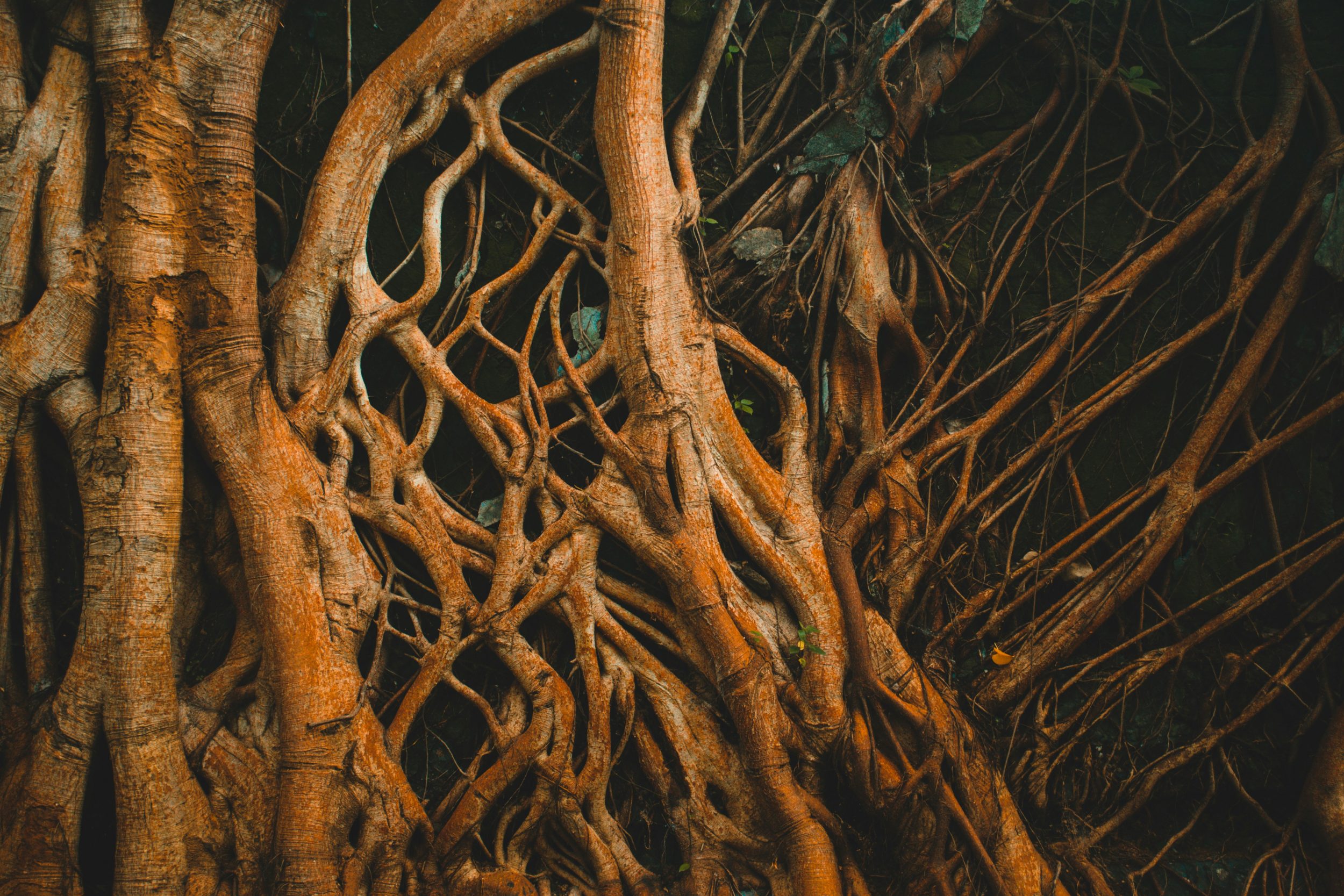 arun-geetha-viswanathan-9btCiUMQat4-unsplash