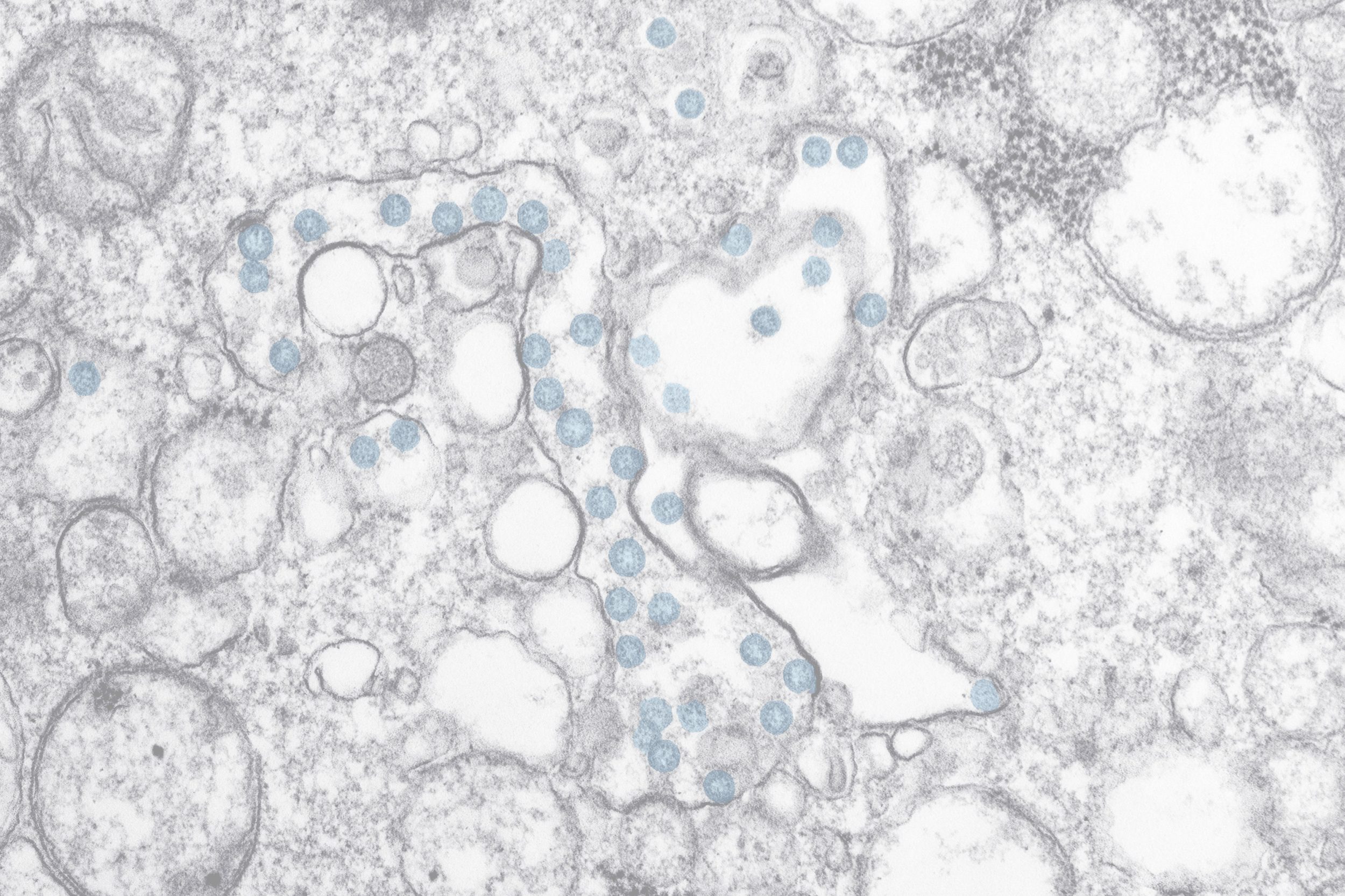 Bardelli et al header